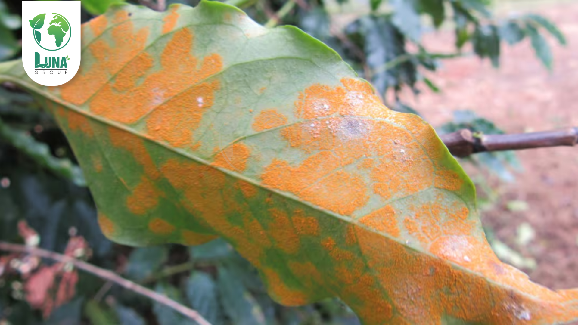 Công dụng của thuốc trừ bệnh NAXANIL 20SC