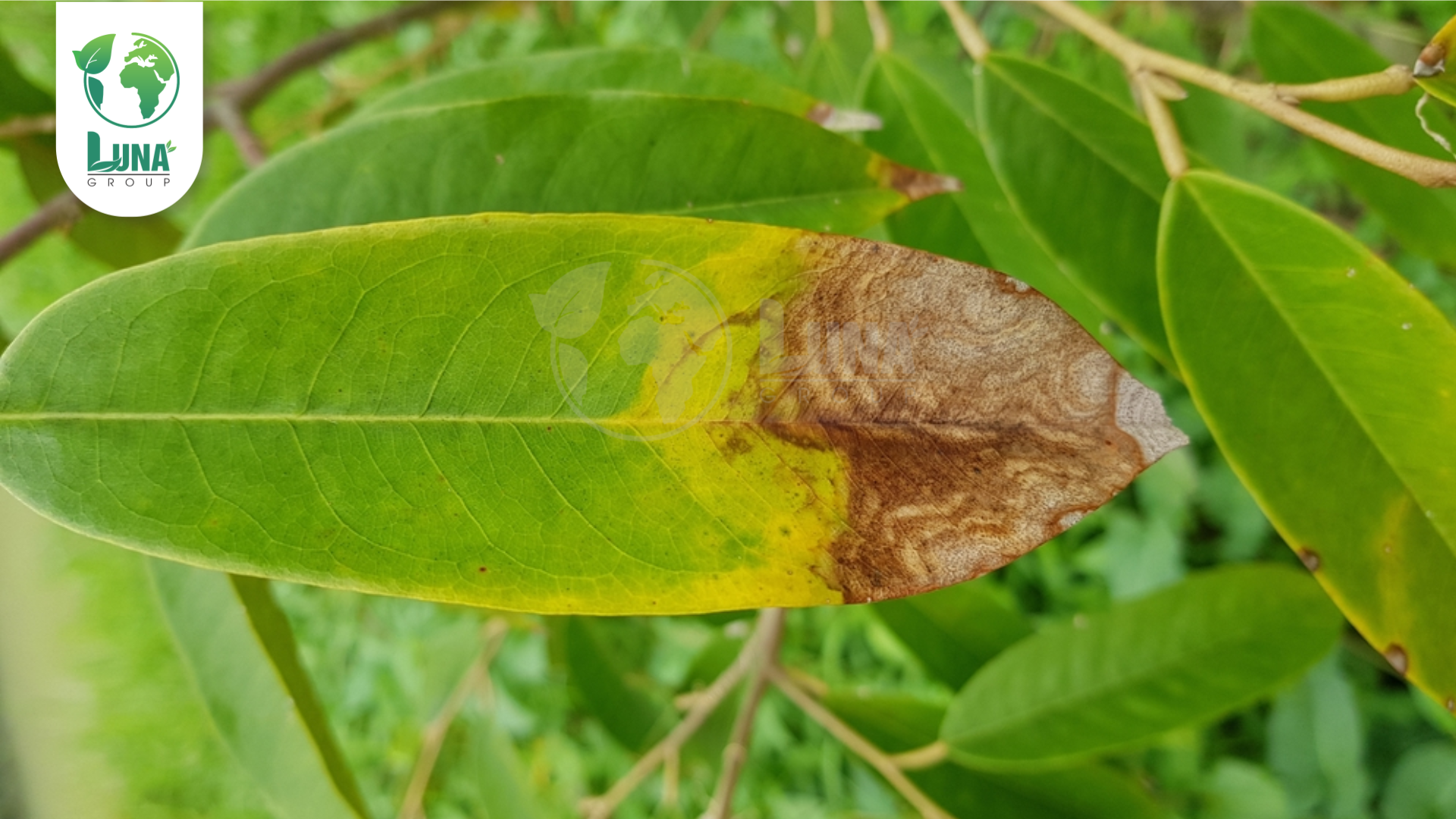 Công dụng của thuốc trừ bệnh BISOMIN 2SL 