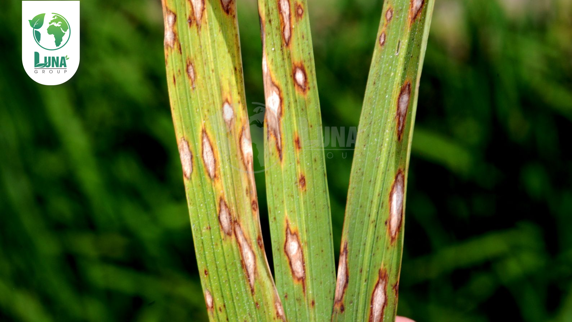 Công dụng của thuốc trừ bệnh KASUGACIN 3SL