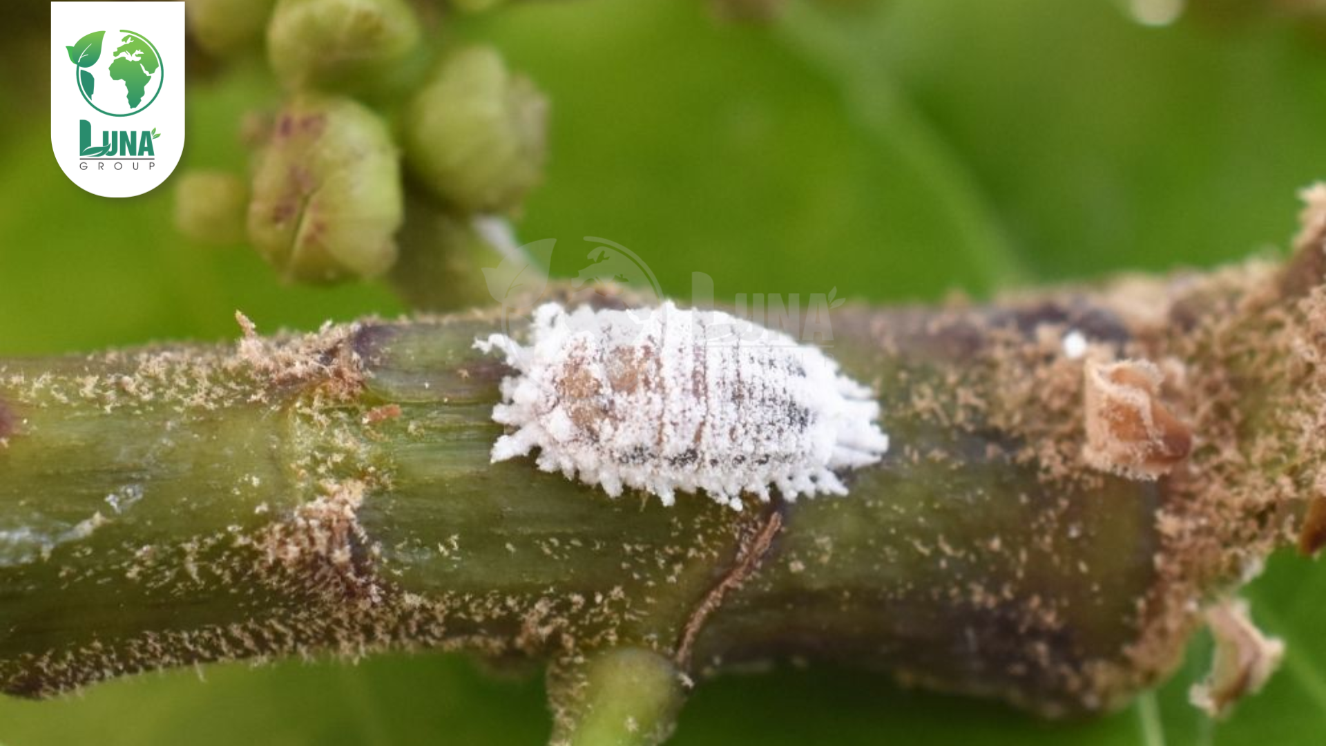 Công dụng của thuốc trừ sâu KOIMIRE 24.5EC