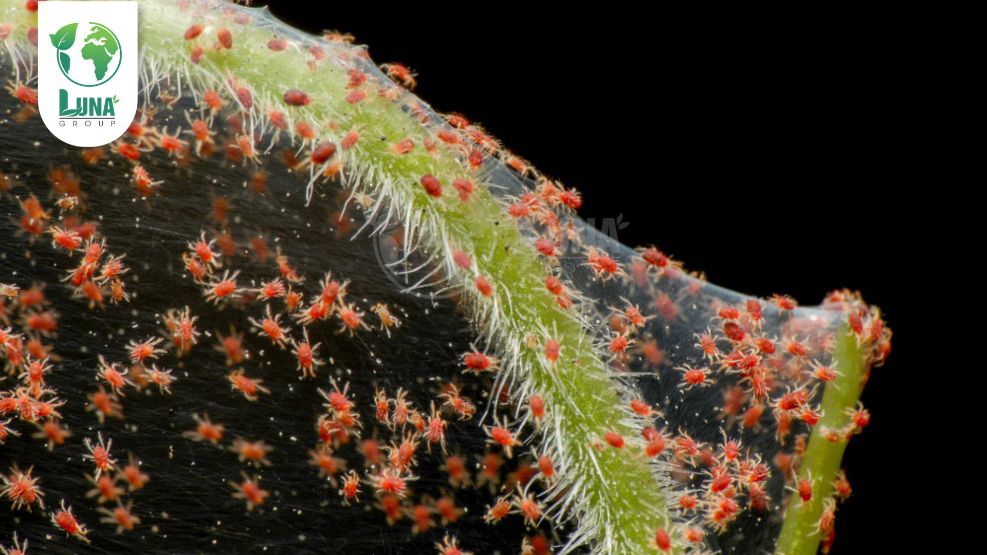 Công dụng của Thuốc trừ sâu SACHNHEN-ETO 110SC