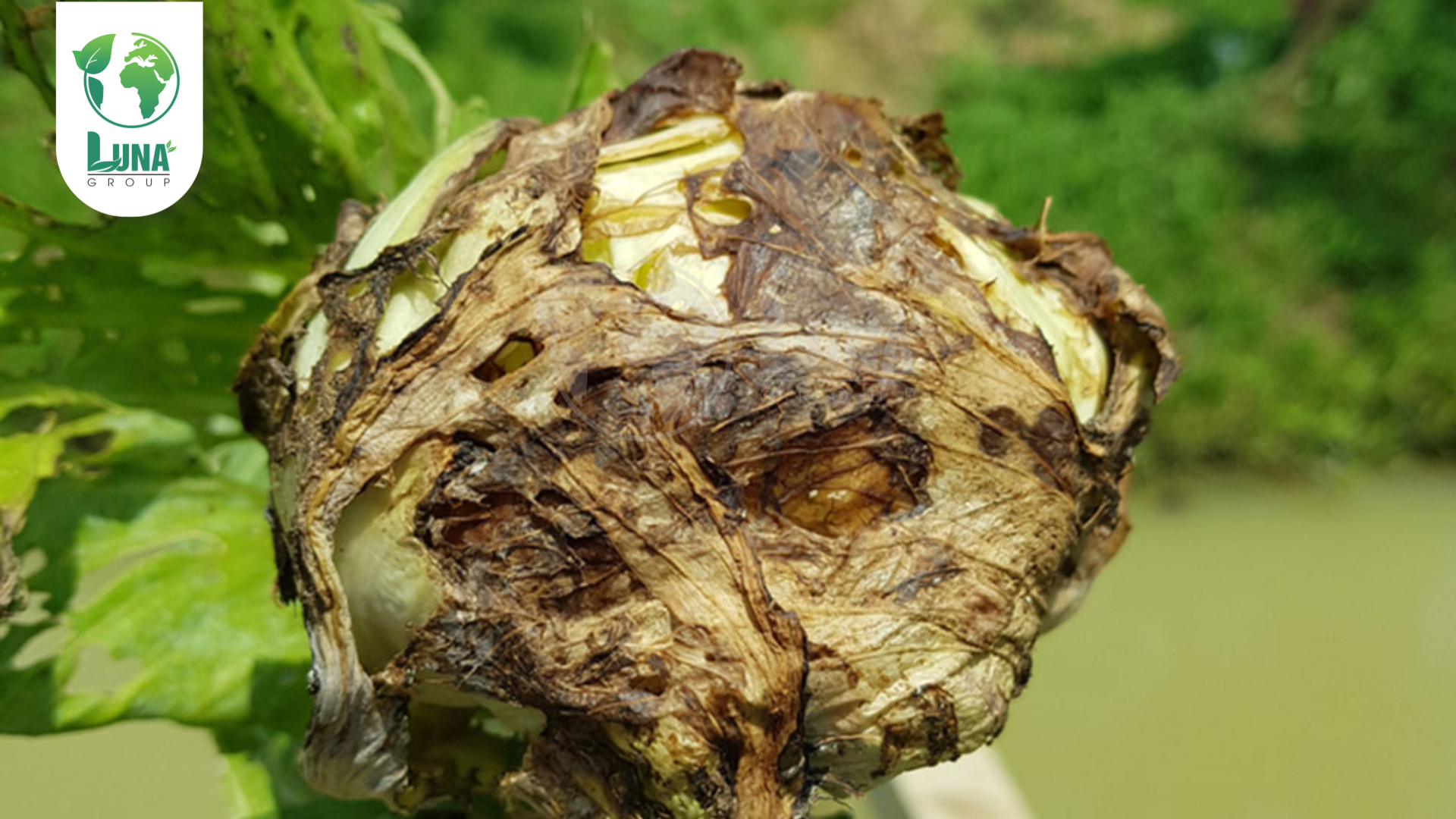 Thông tin chung về thuốc trừ bệnh GRAHITECH 2SL