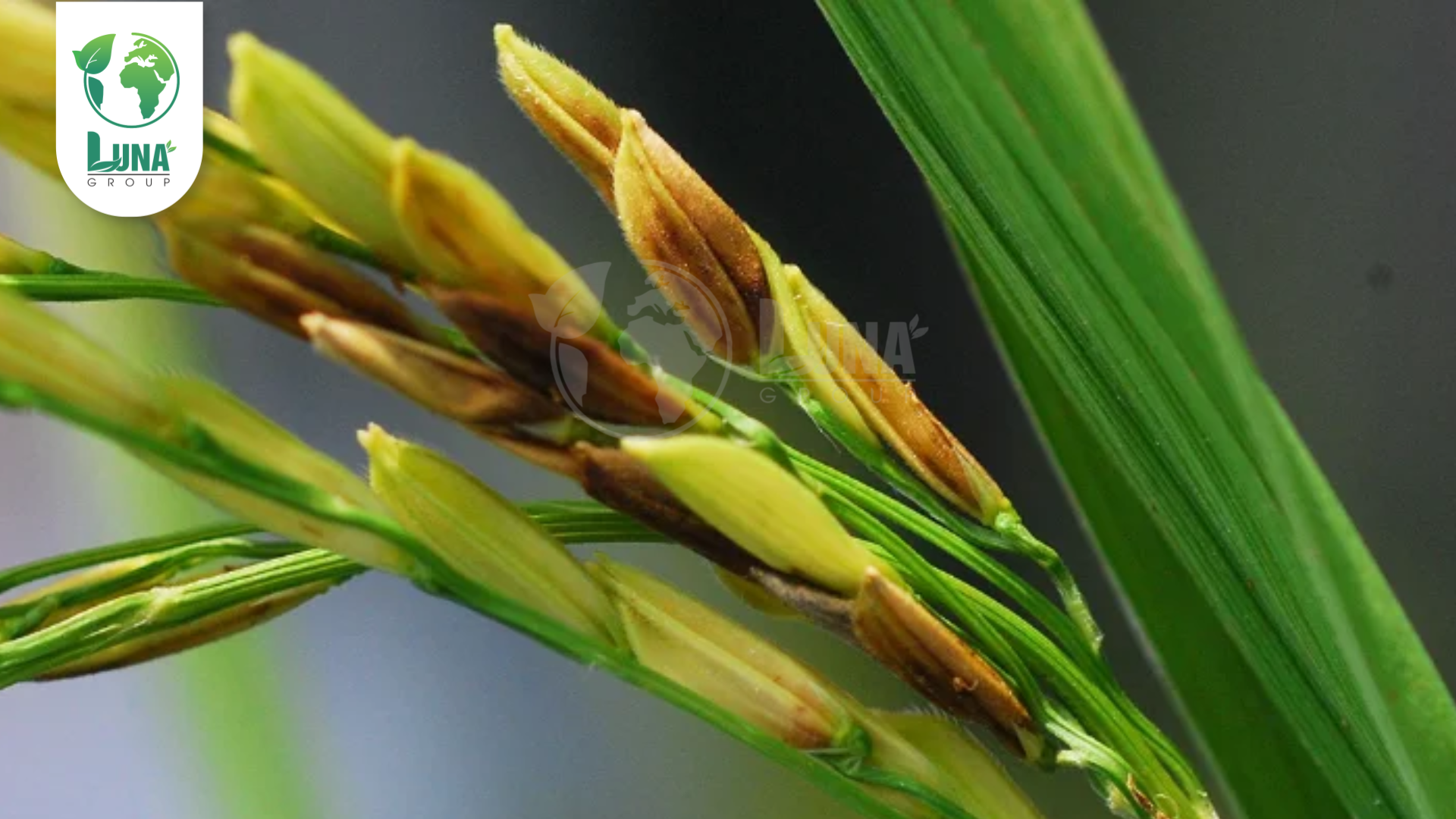 Thông tin chung về thuốc trừ bệnh JAPA VIL 110SC