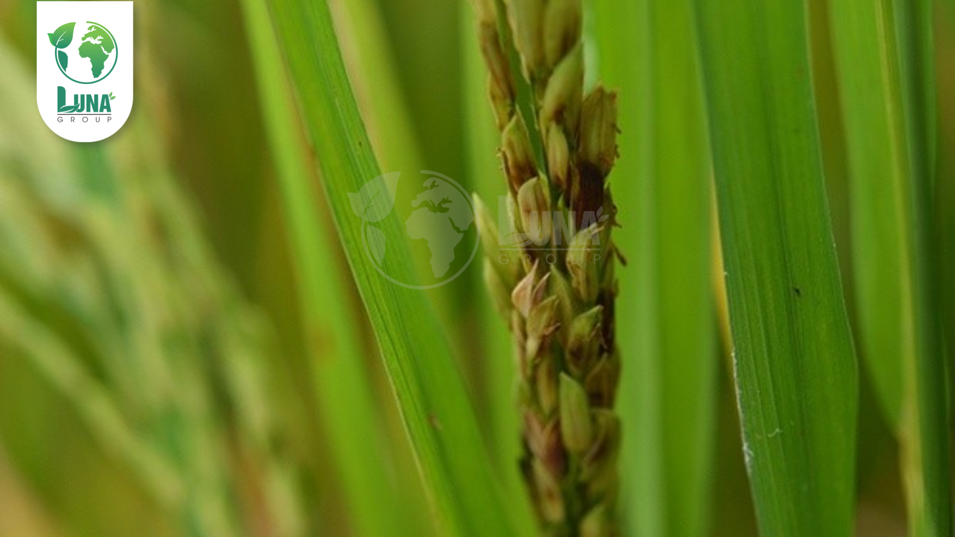 Thông tin chung về thuốc trừ bệnh Mancolaxyl 72WP