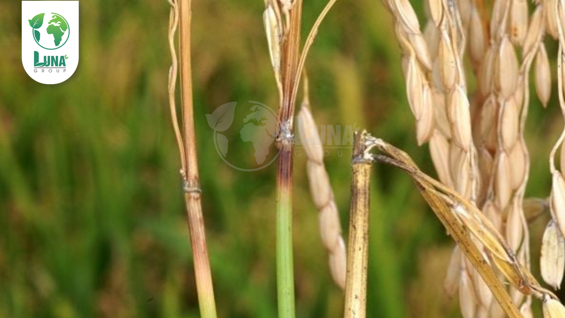 Thông tin chung về Thuốc trừ bệnh NAXANIL 20SC