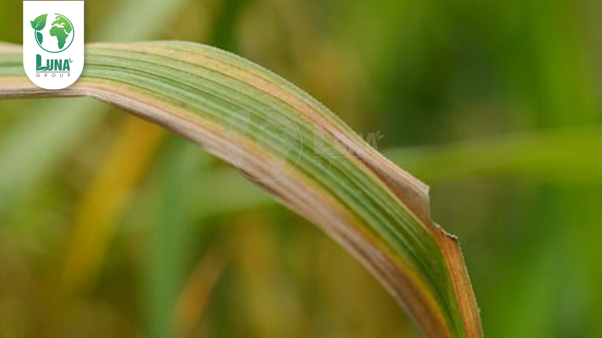 Thông tin chung về Thuốc trừ bệnh STARGOLG 5SL