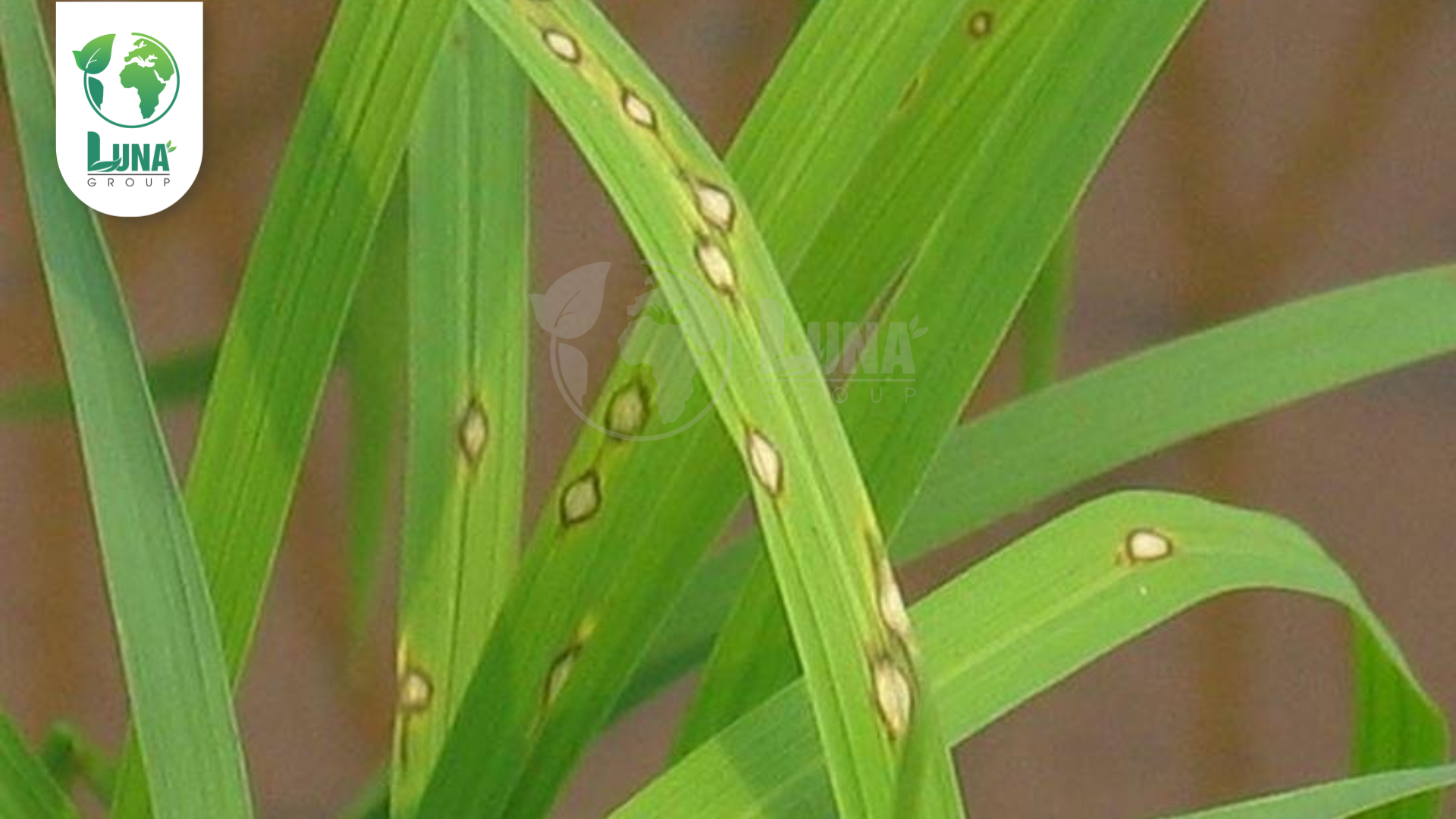 Thông tin chung về thuốc trừ bệnh XINAZO 250SC