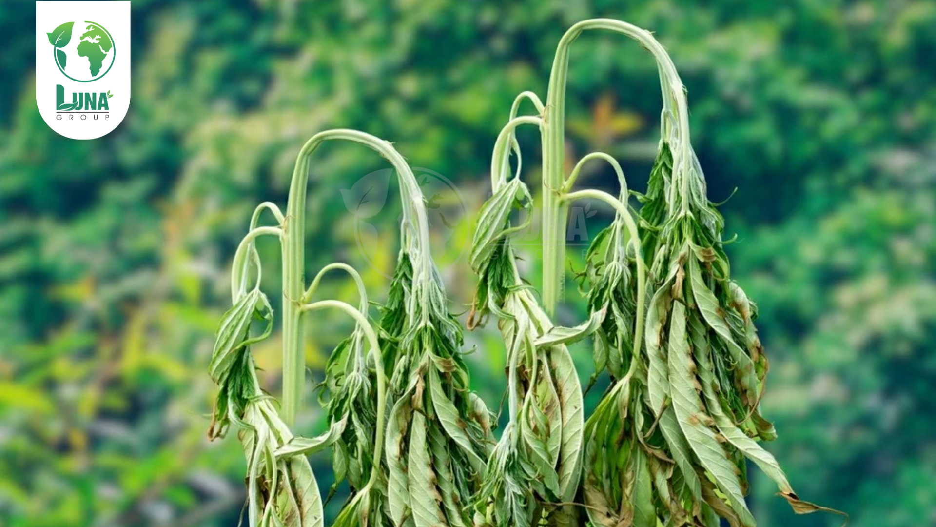 Thông tin chung về thuốc trừ bệnh BISOMIN 2SL
