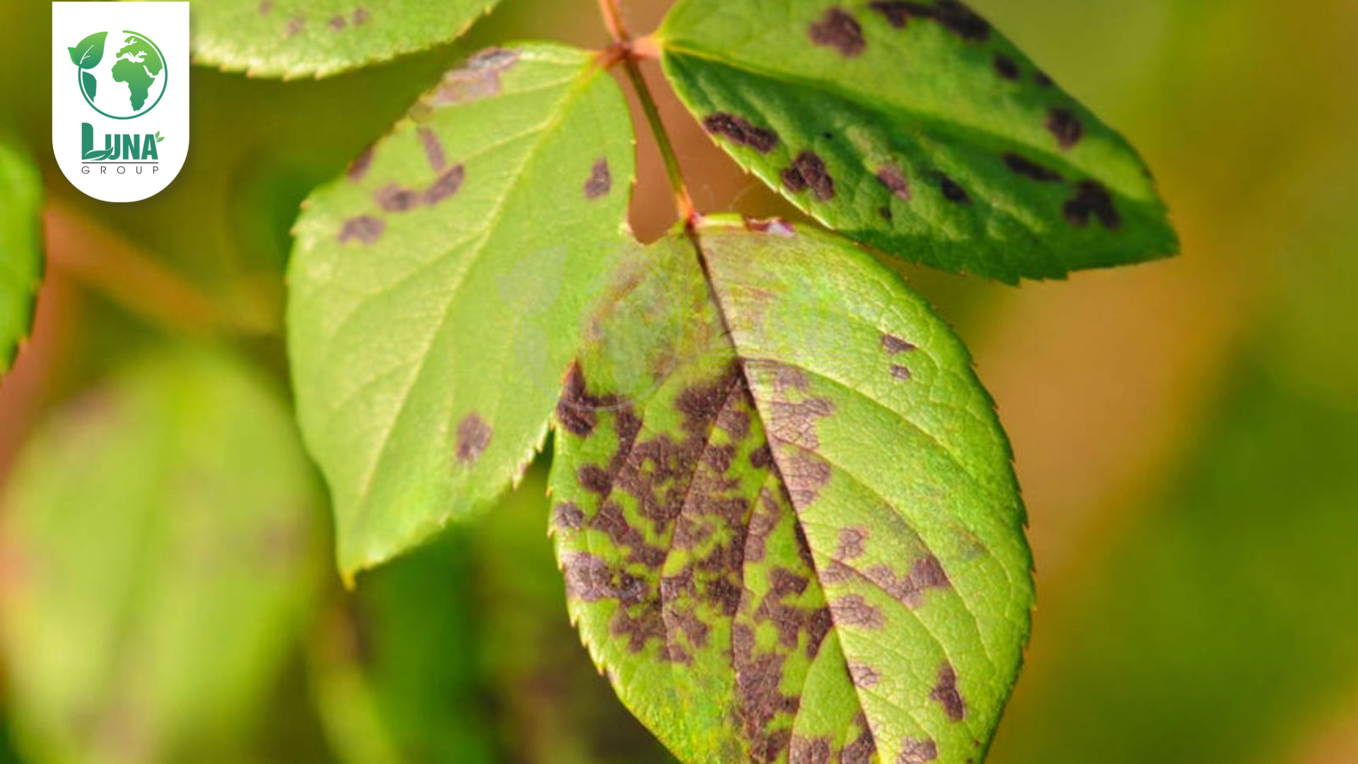 Thông tin chung về thuốc trừ bệnh KASUGACIN 3SL