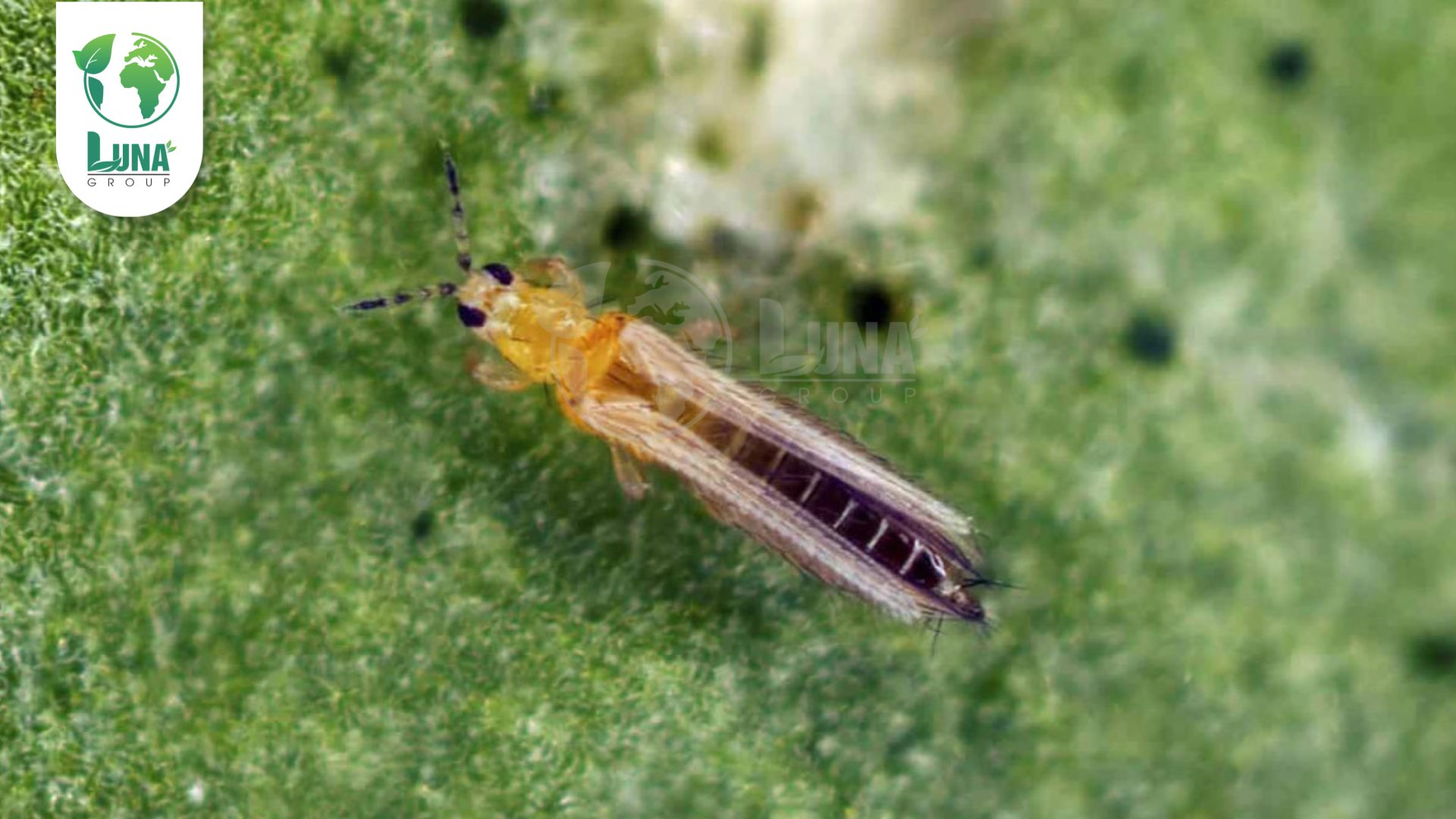 Thông tin chung về thuốc trừ sâu KOIMIRE 24.5EC