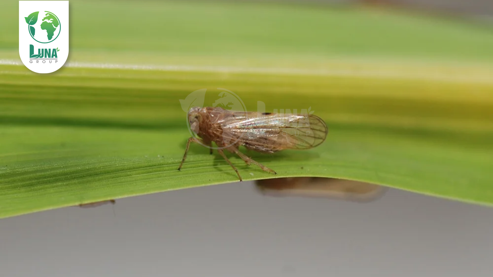 Thông tin chung về Thuốc trừ sâu PYMIN 600WG