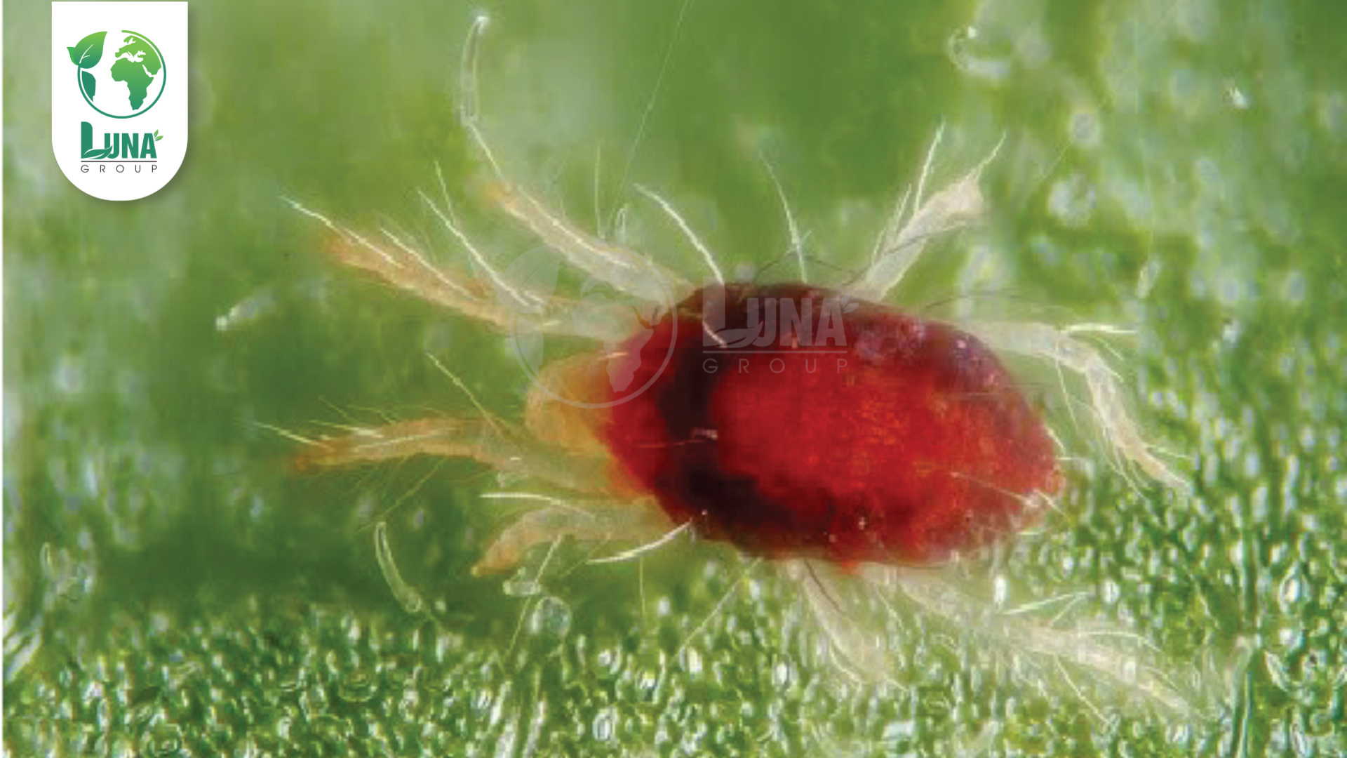 Thông tin chung về Thuốc trừ sâu SACHNHEN-ETO 110SC