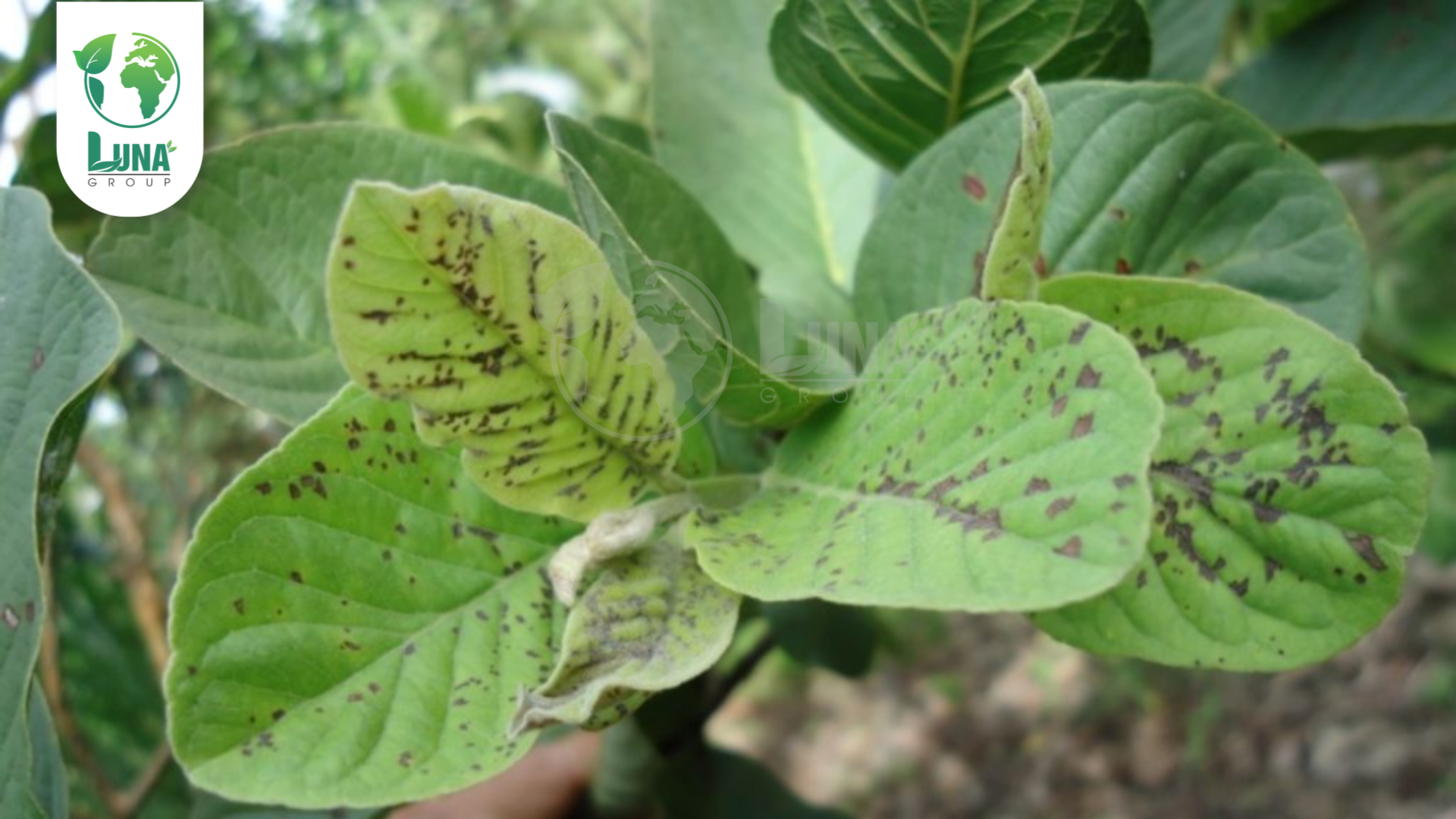 Công dụng của thuốc trừ bệnh PYROLAX 250EC