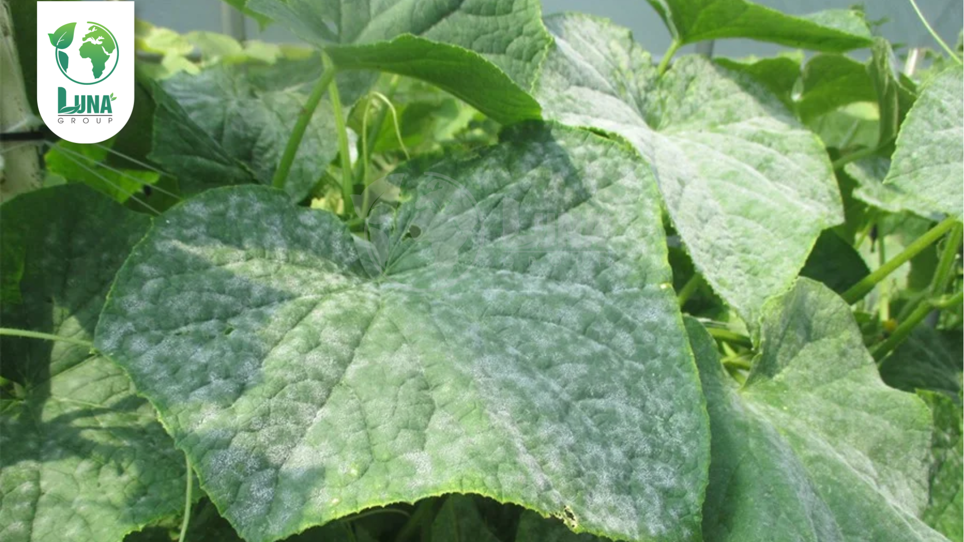 Thông tin chung Thuốc trừ bệnh PYROLAX 250EC