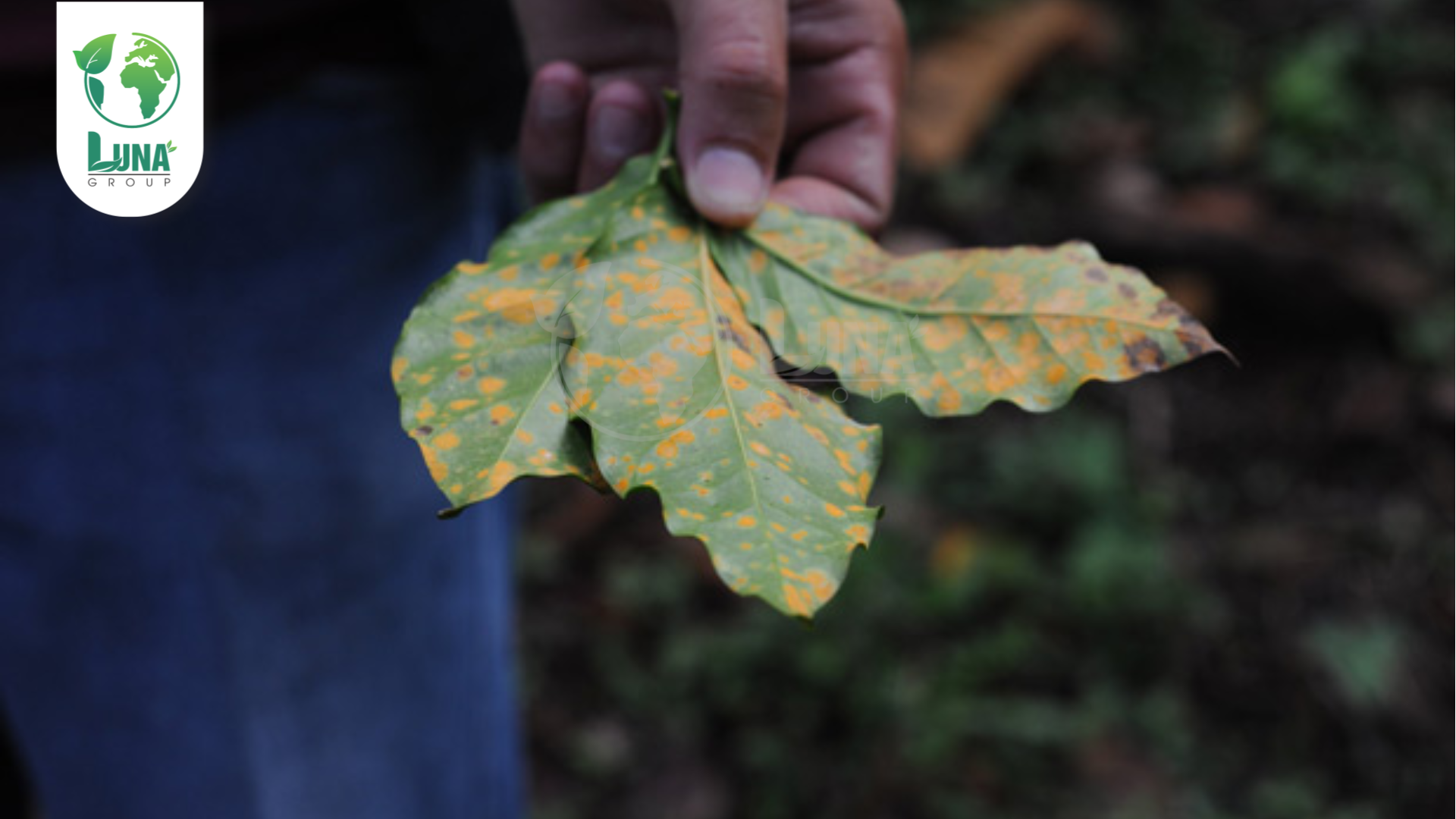 Công dụng của thuốc trừ bệnh CYAT 525WG