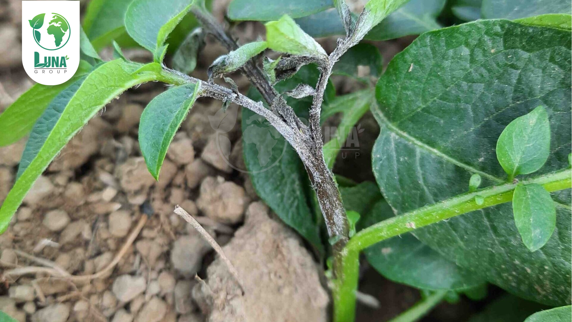 Công dụng của thuốc trừ bệnh Fulldown 30SC