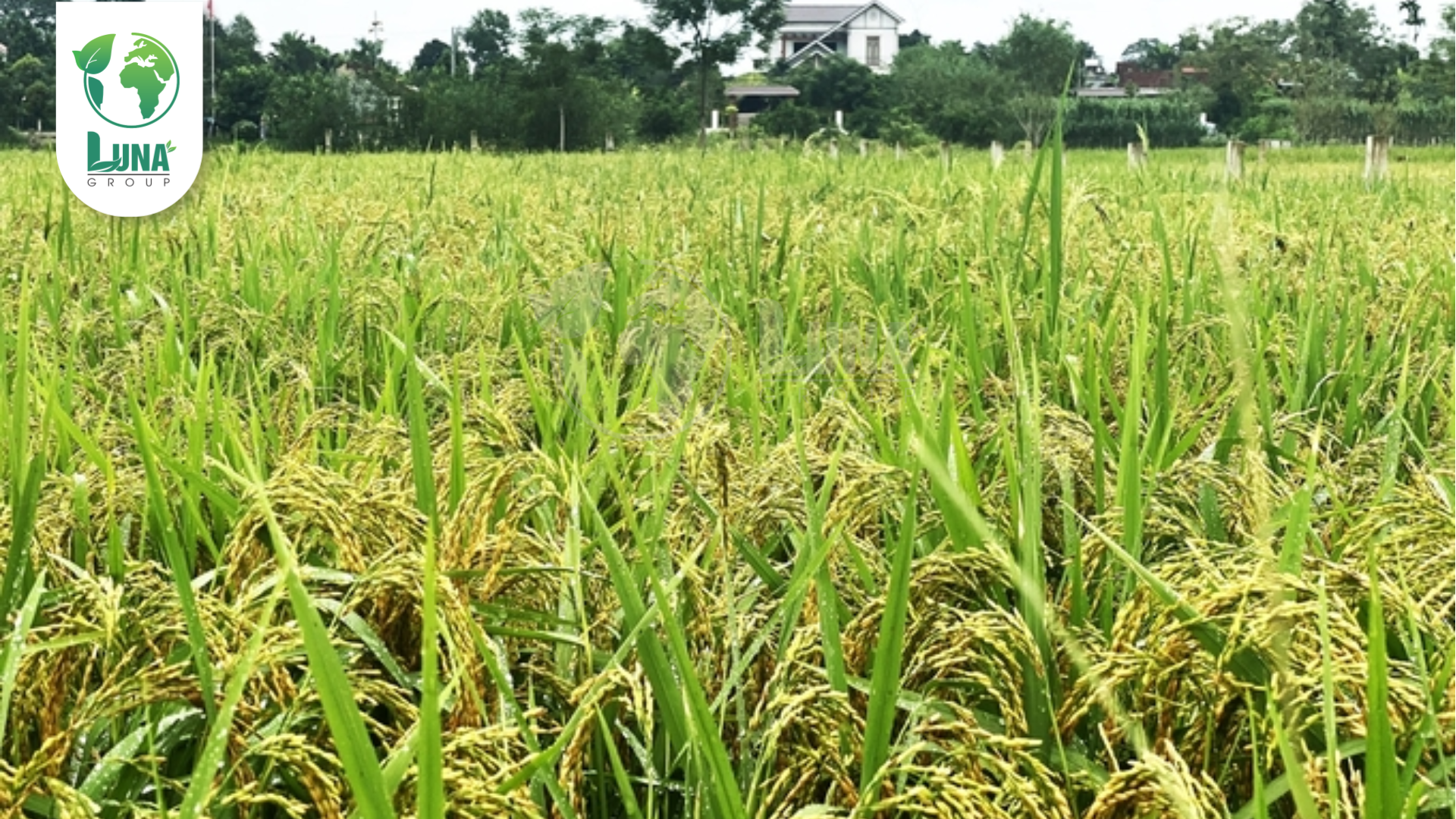 Công dụng của thuốc trừ bệnh PIN ẤN ĐỘ 75WP