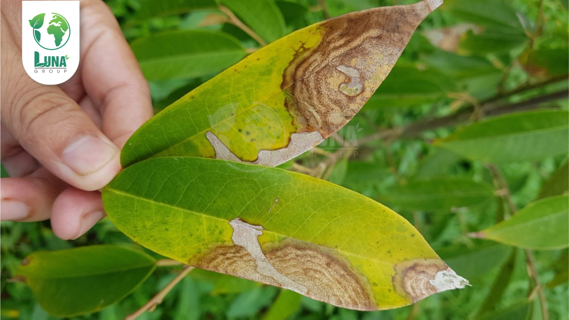 Công dụng của thuốc trừ bệnh PYROLAX PLUS 35SC