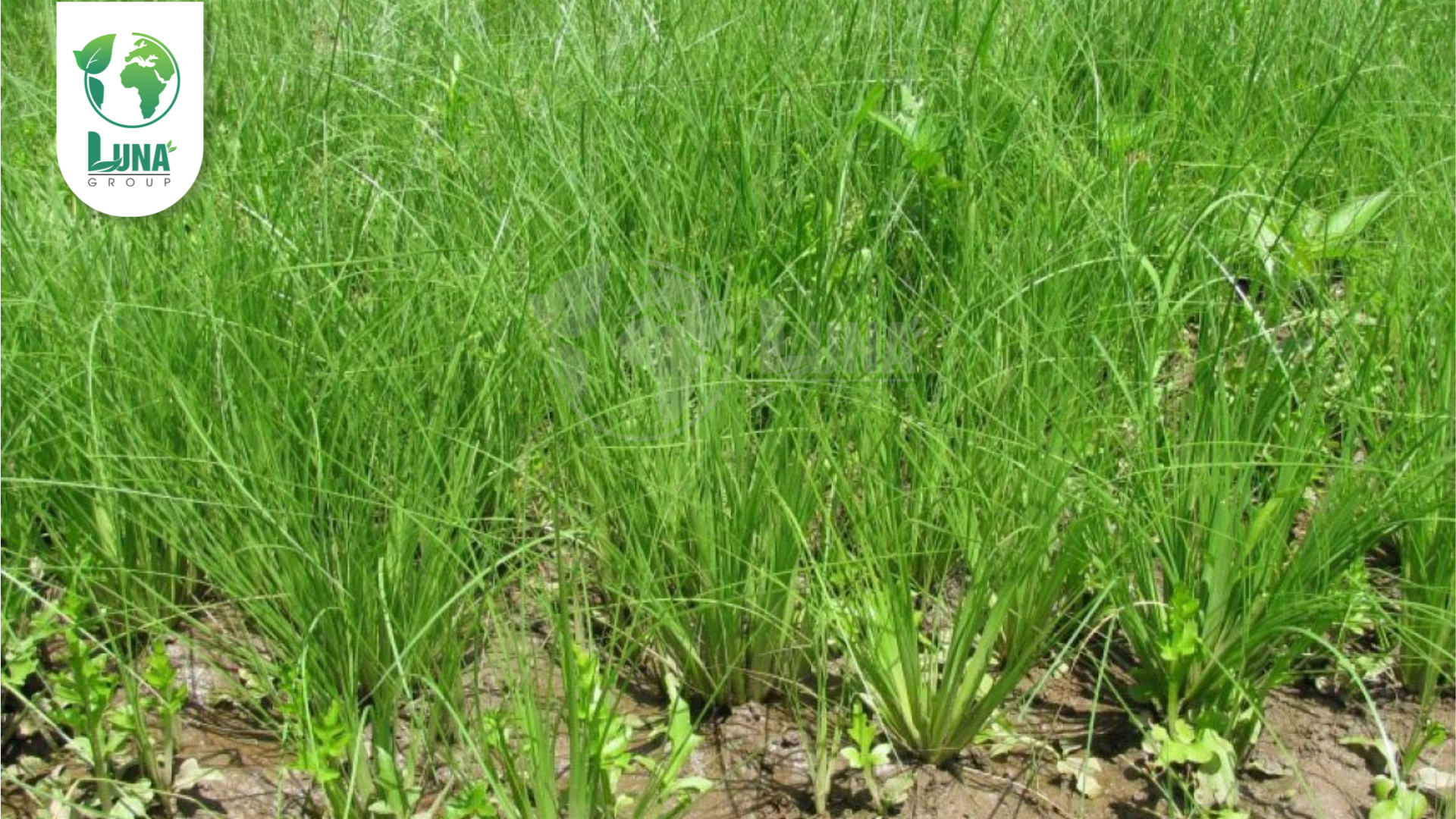 Công dụng vượt trội của Thuốc trừ cỏ RONGLUA 100SL