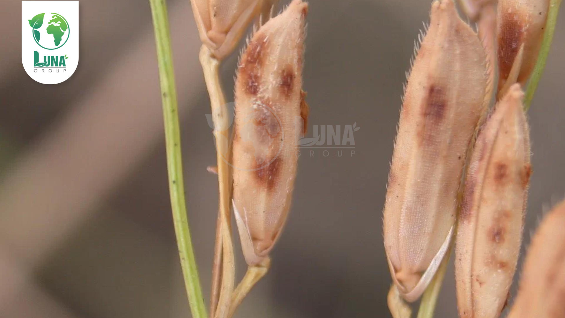 Thông tin chung về thuốc trừ bệnh CYAT 525WG