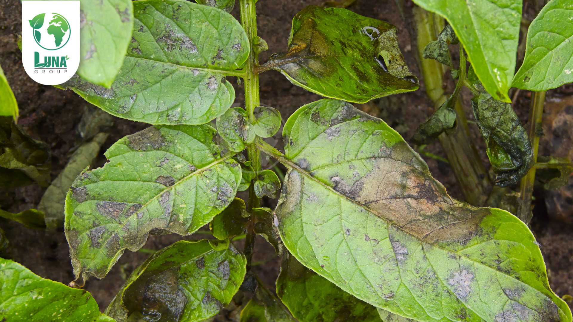 Thông tin chung về thuốc trừ bệnh Fulldown 30SC