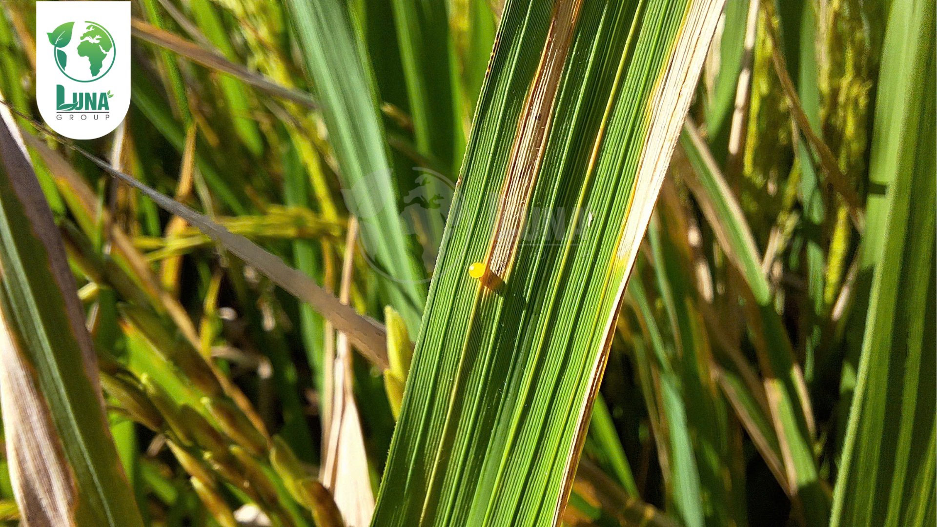 Thông tin chung về thuốc trừ bệnh PIN ẤN ĐỘ 75WP