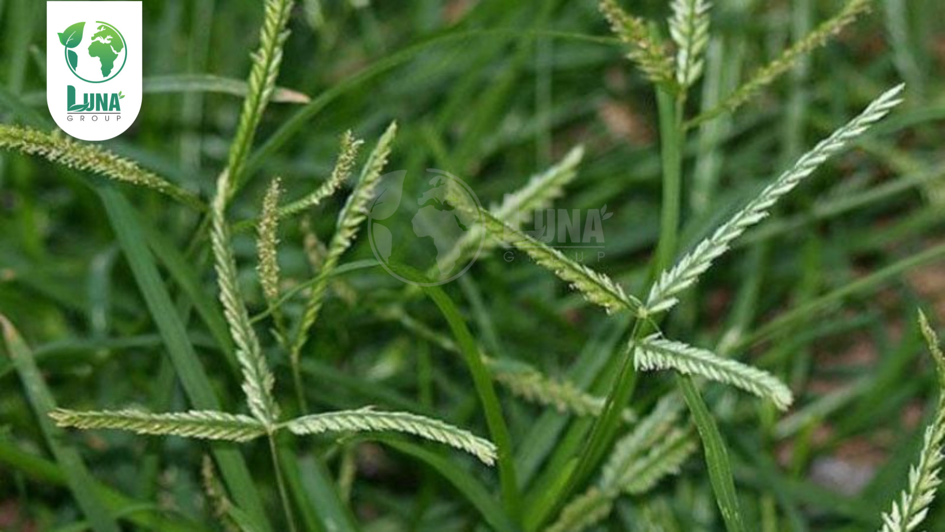 Công dụng của thuốc trừ cỏ ASUPERGRAS 200SL