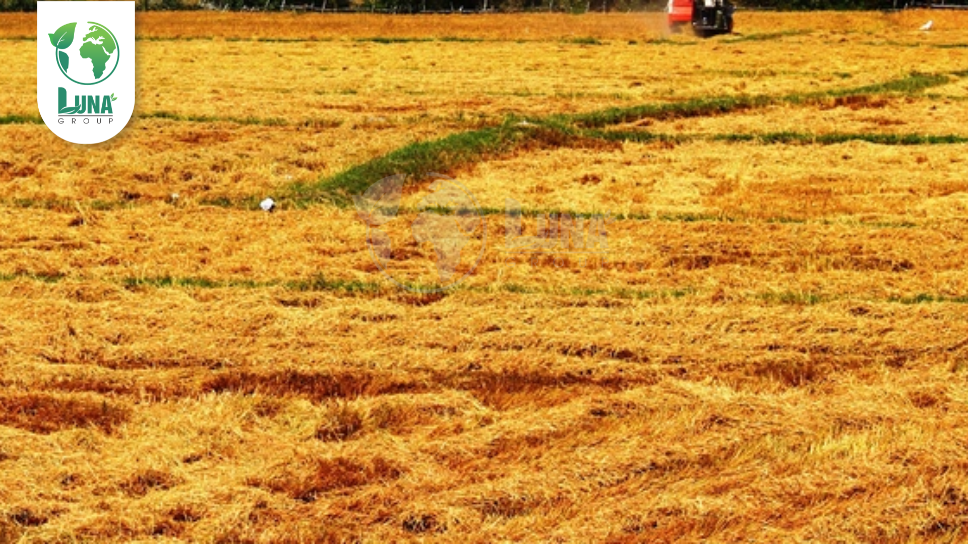 Công dụng của thuốc trừ cỏ FUTURE 50EC