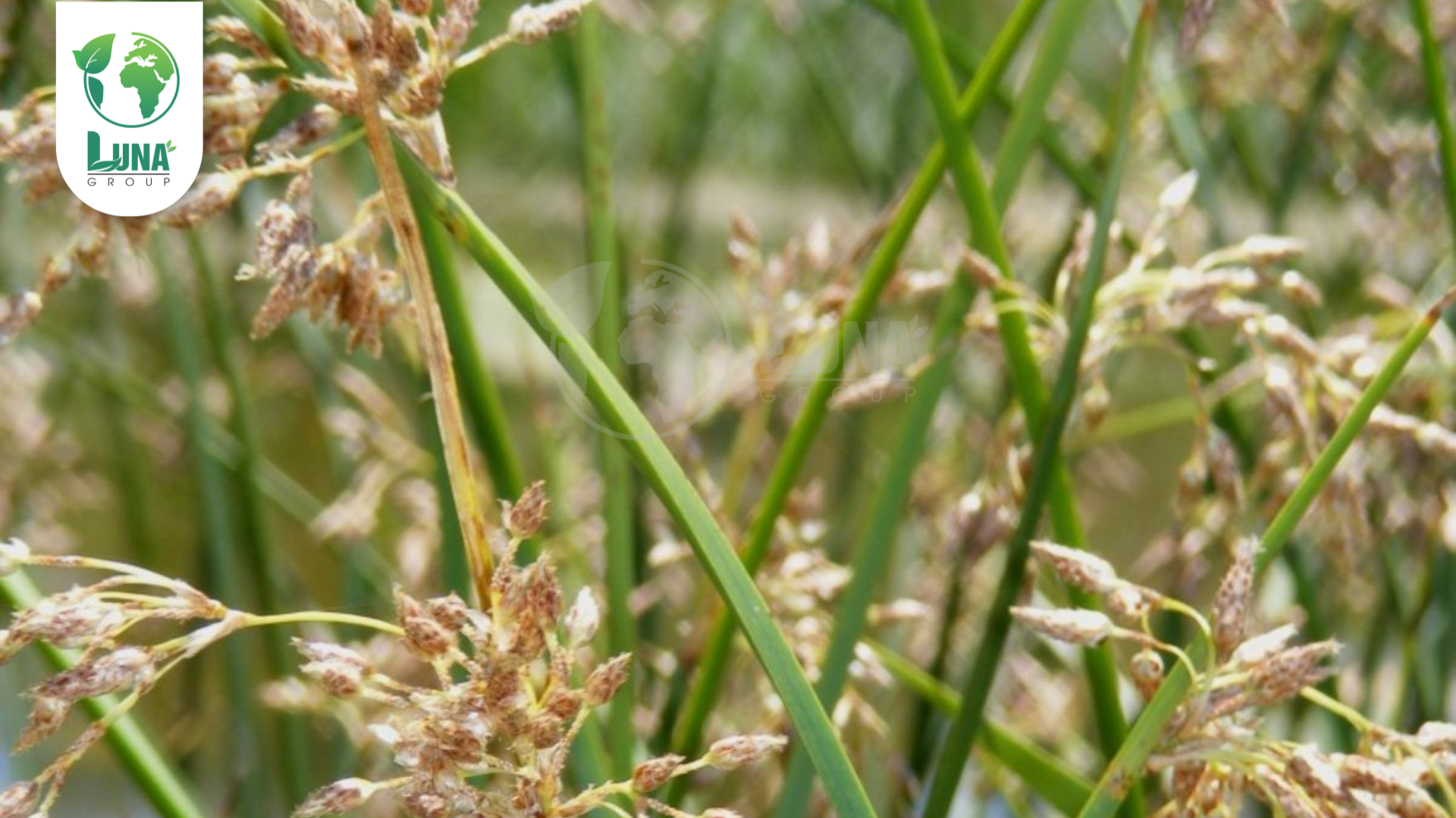 Công dụng của thuốc trừ cỏ TACO GOLD 400EC