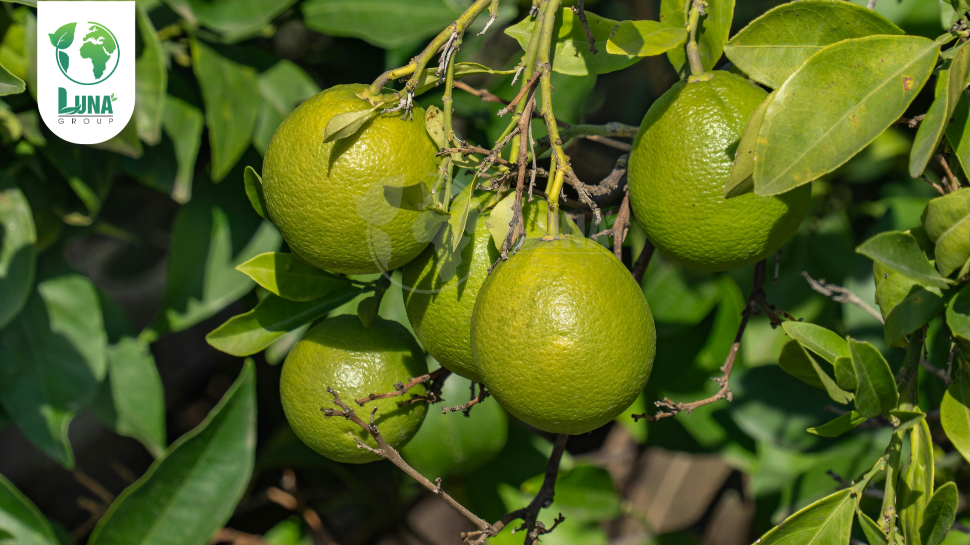 Công dụng phân bón GREENVIEW