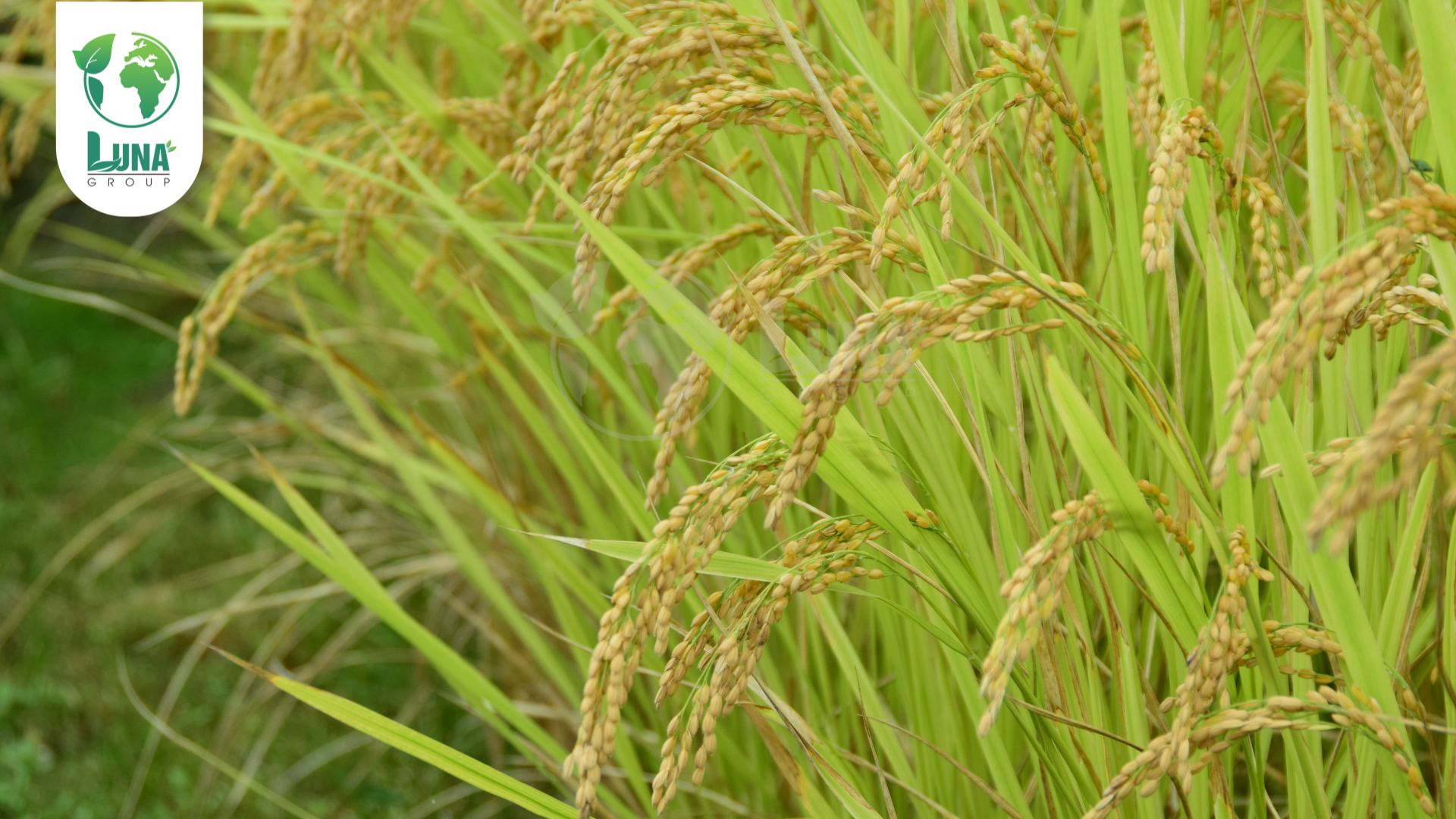 Công dụng Kali-Silic-Bo Gold