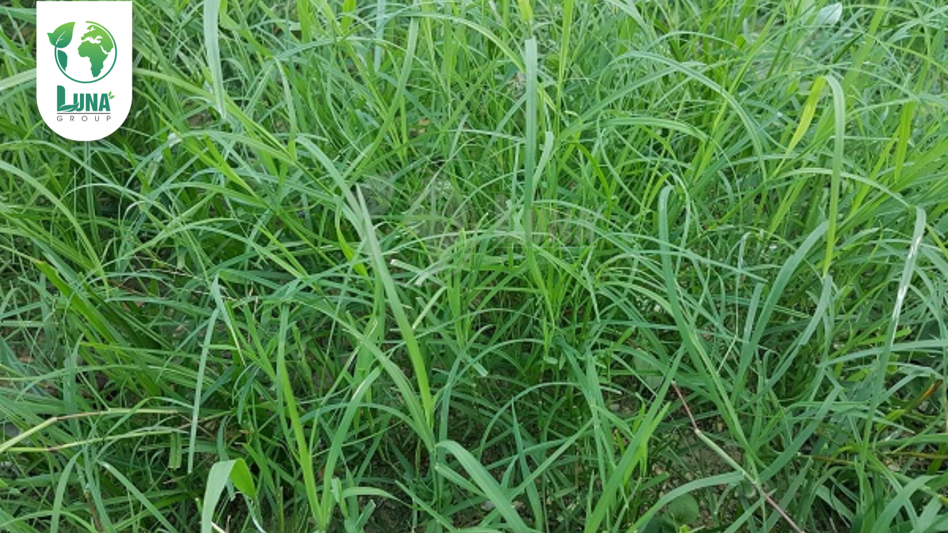 Công dụng nổi trội của thuốc trừ cỏ Nicomaize 80WG