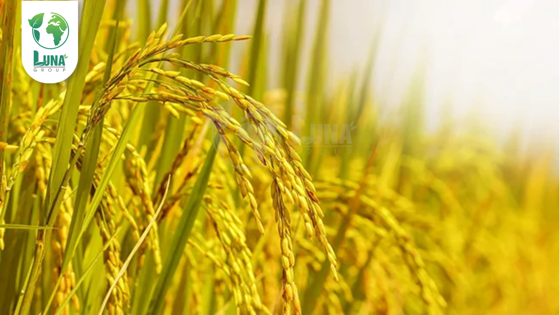 Công dụng phân bón AGro 1 NSG