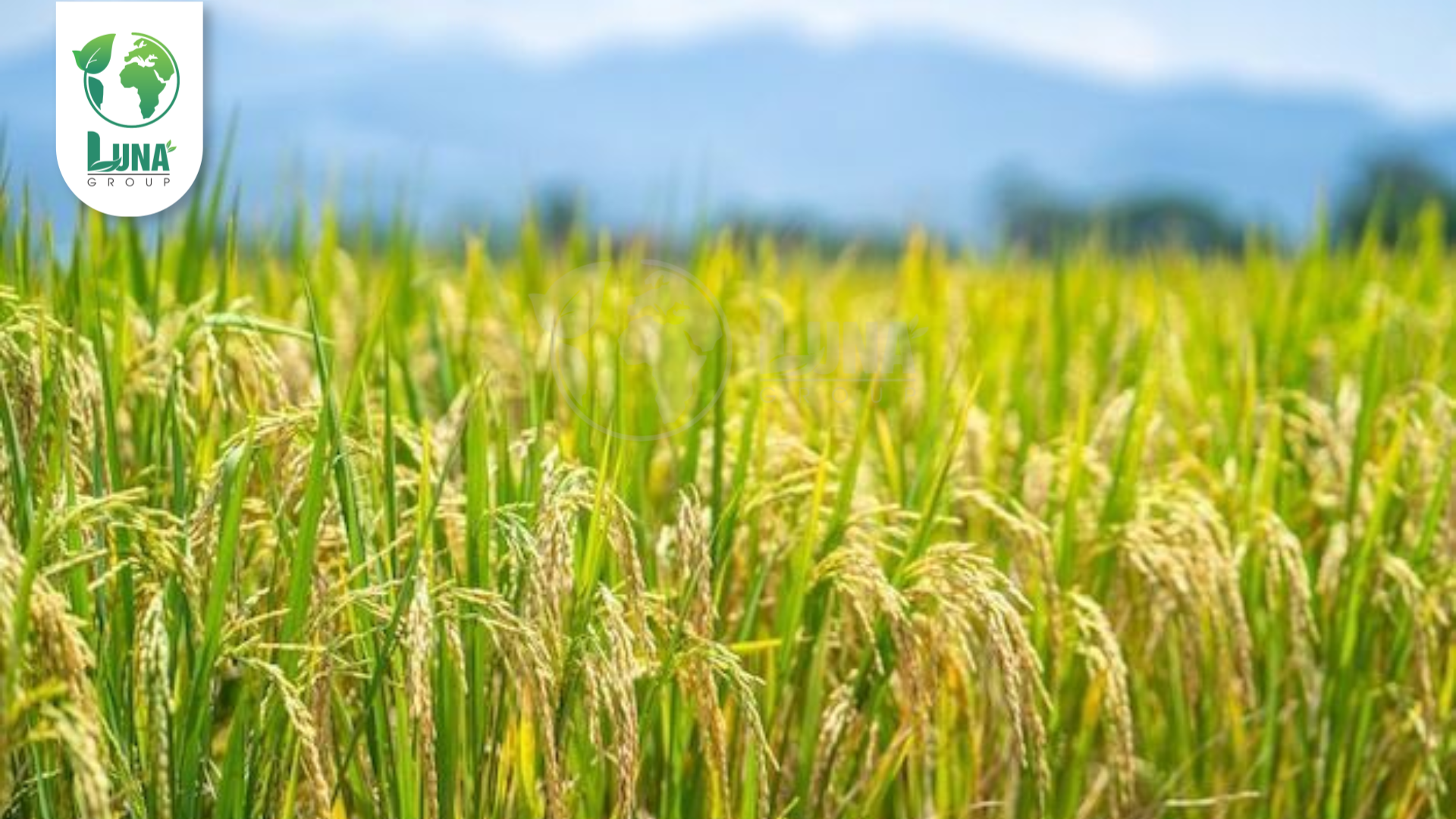 Công dụng phân bón AGro 2 NSG