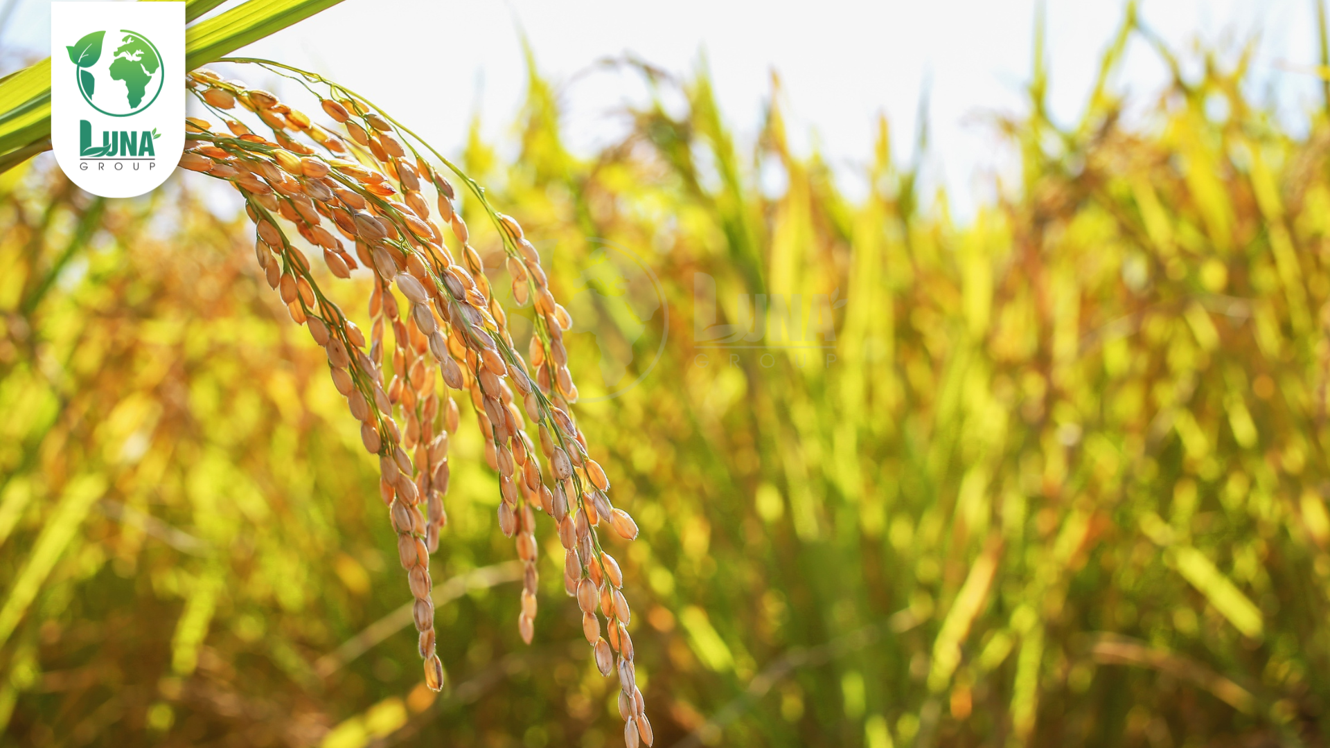 Công dụng phân bón Atomix