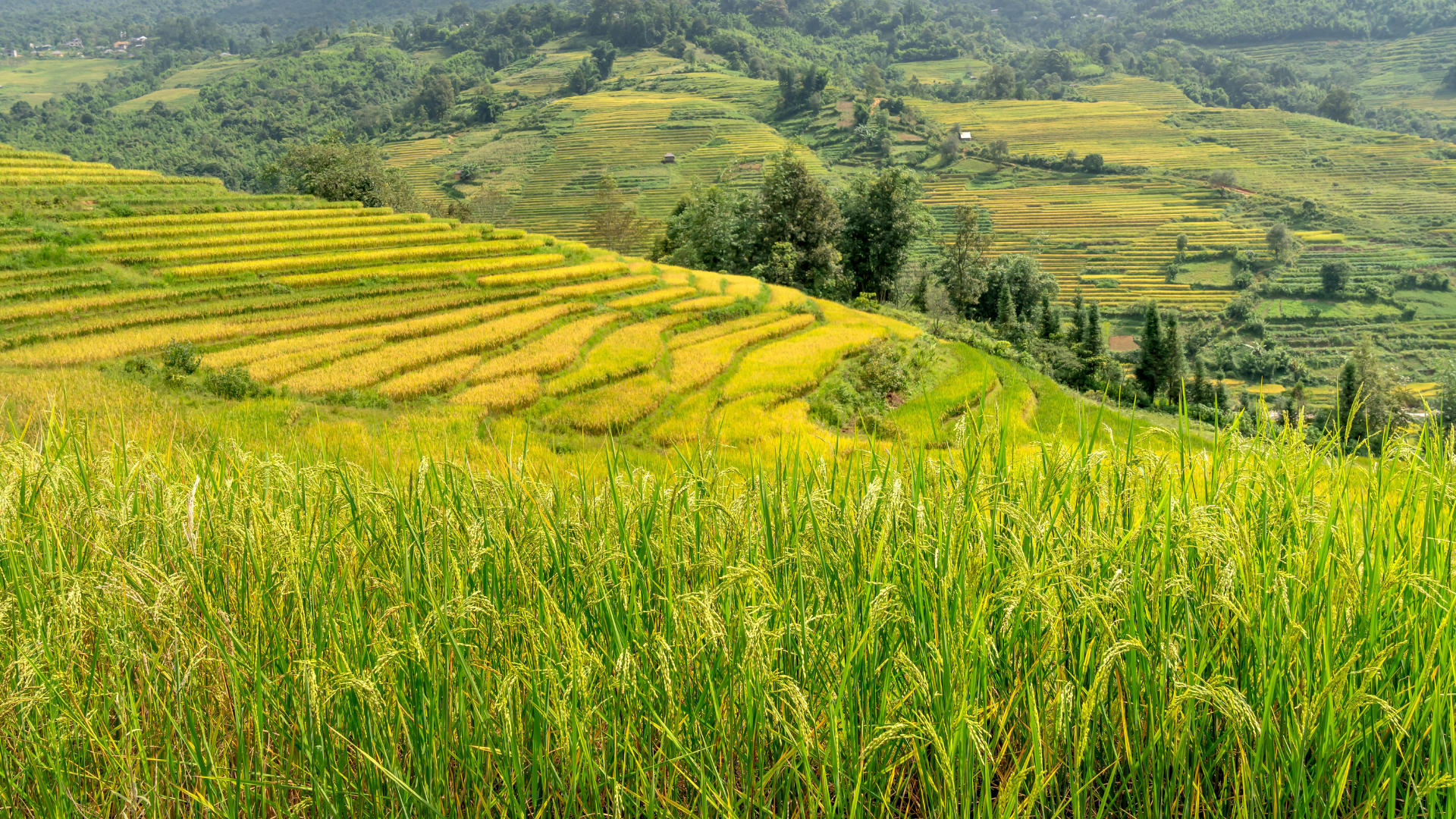 Công dụng phân bón NaSaGo 1