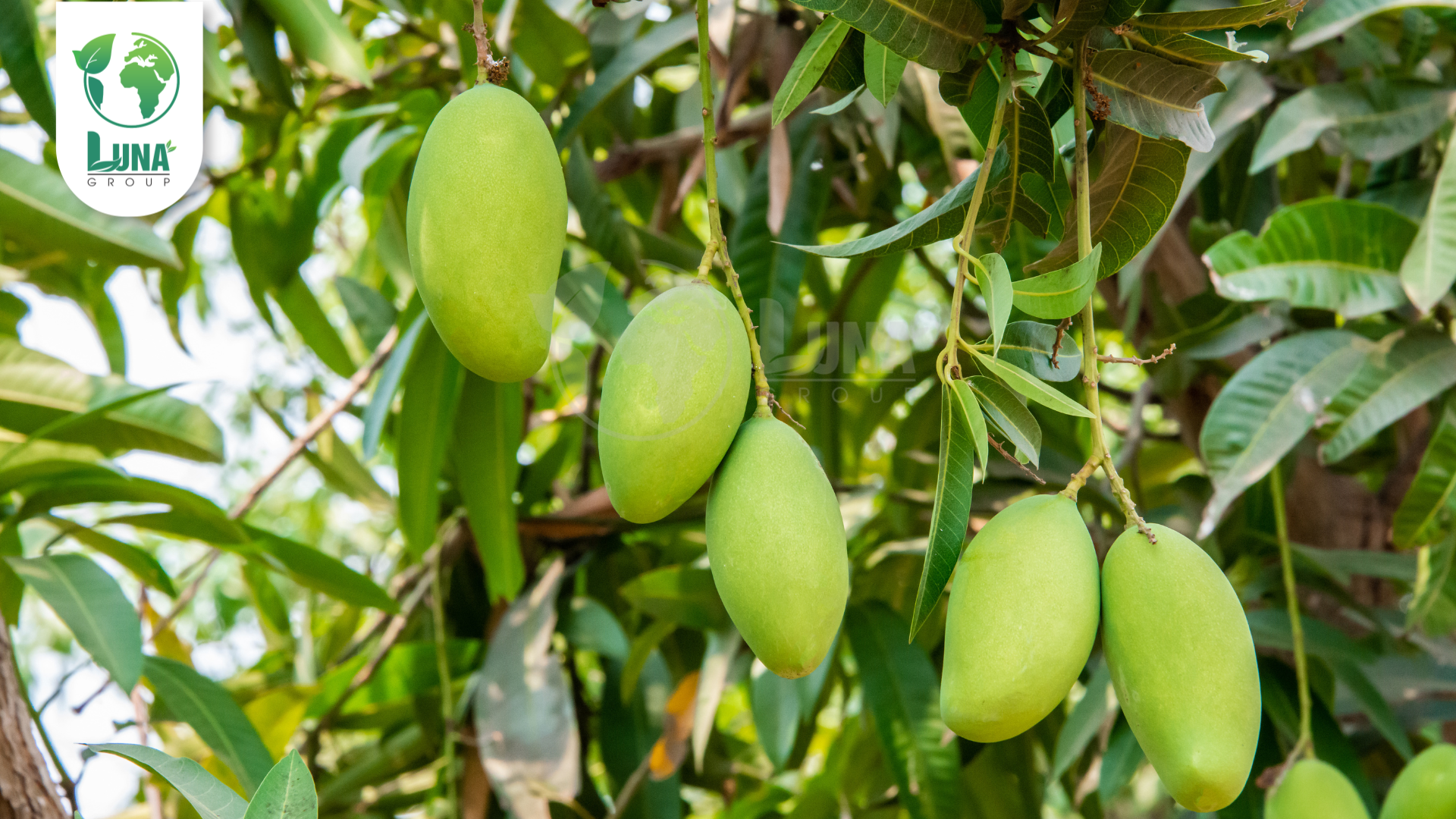 Công dụng phân bón BO NSG 1