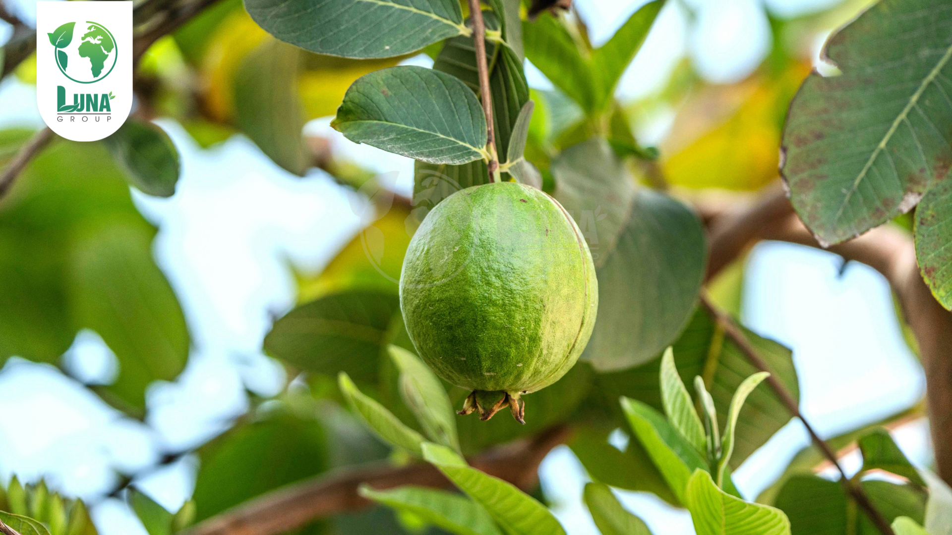 Công dụng Suppecide NSG