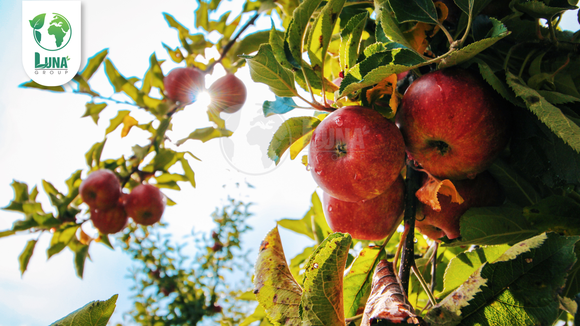 Công dụng phân bón CanxiBo