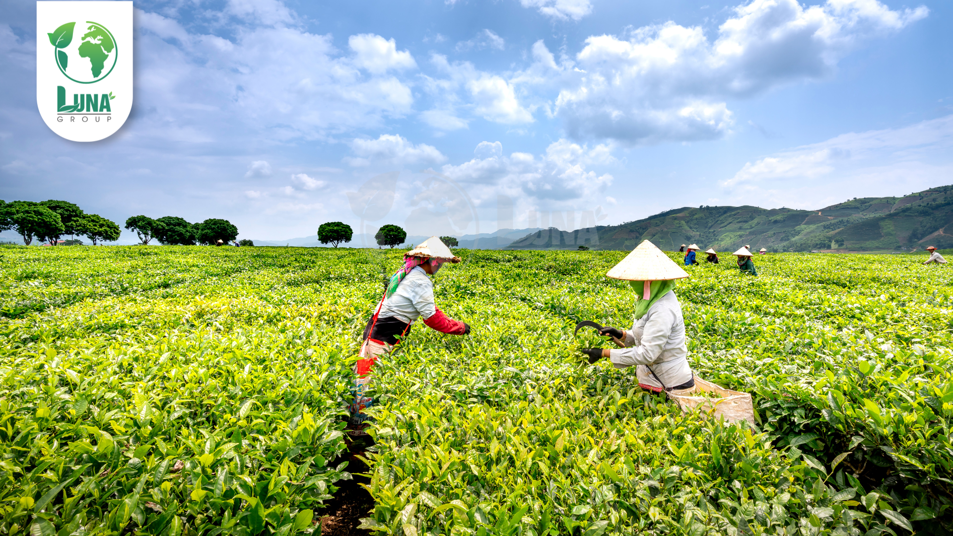 Công dụng phân bón Ga3 GoldK+