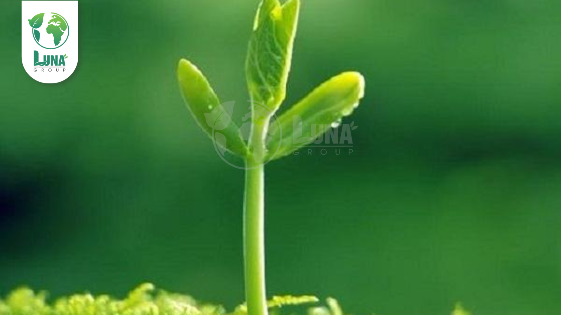 Công dụng phân bón GA3 Mix