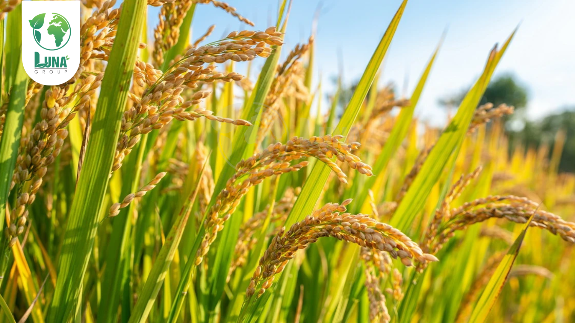 Công dụng phân bón Kali Silic Bo NSG