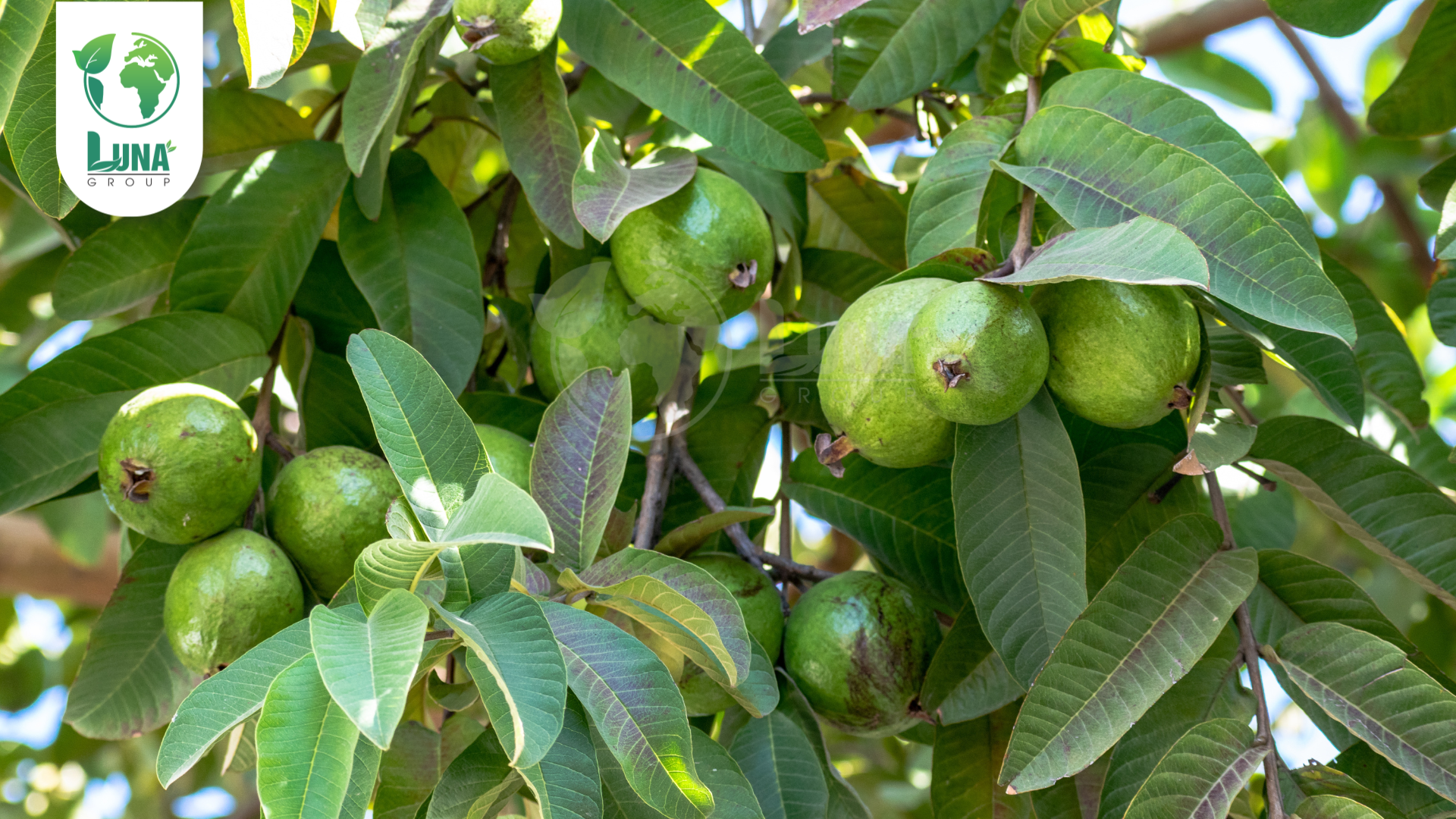 Công dụng phân bón NaSaGo 4