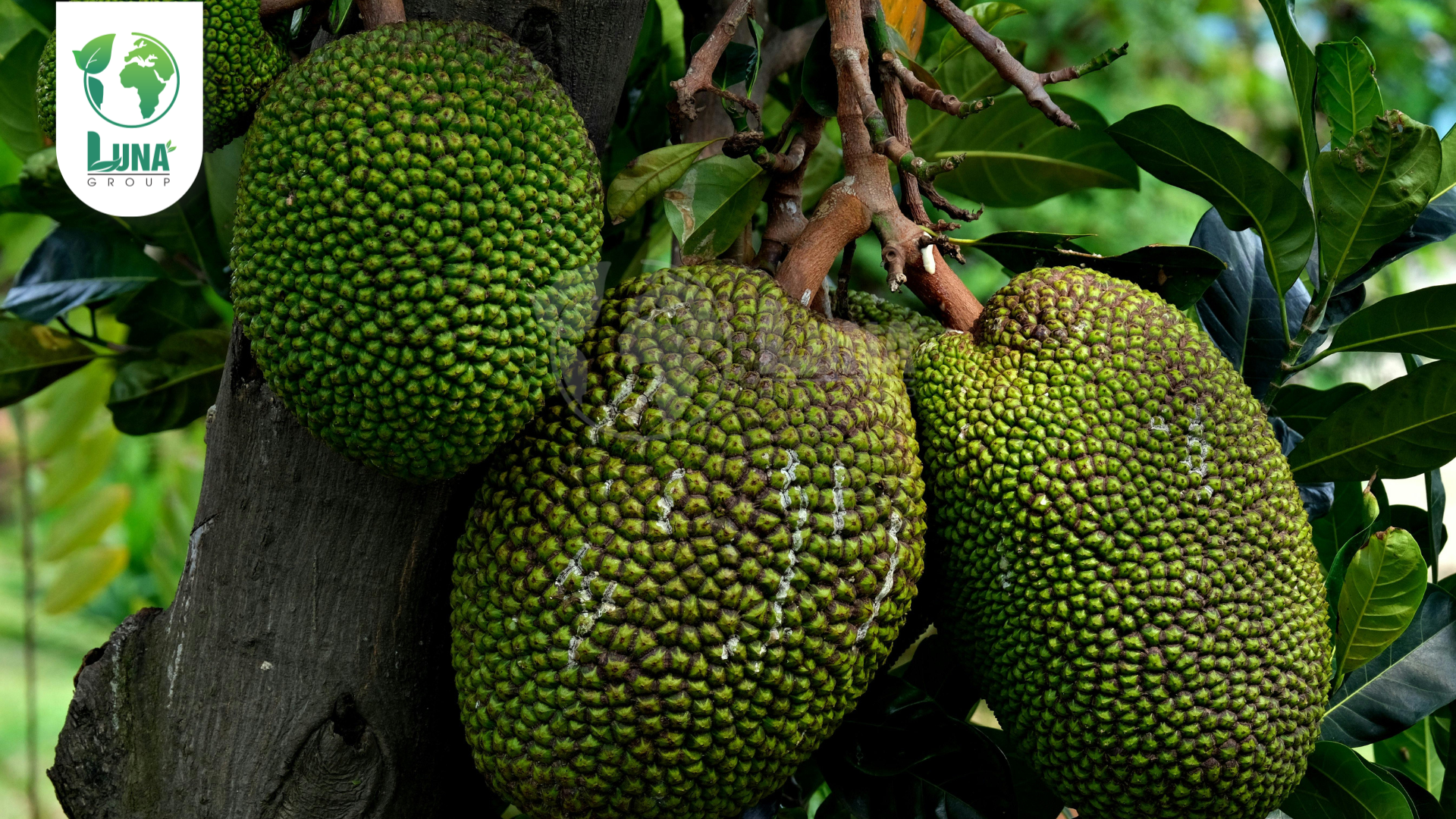 Công dụng phân bón NSG 2