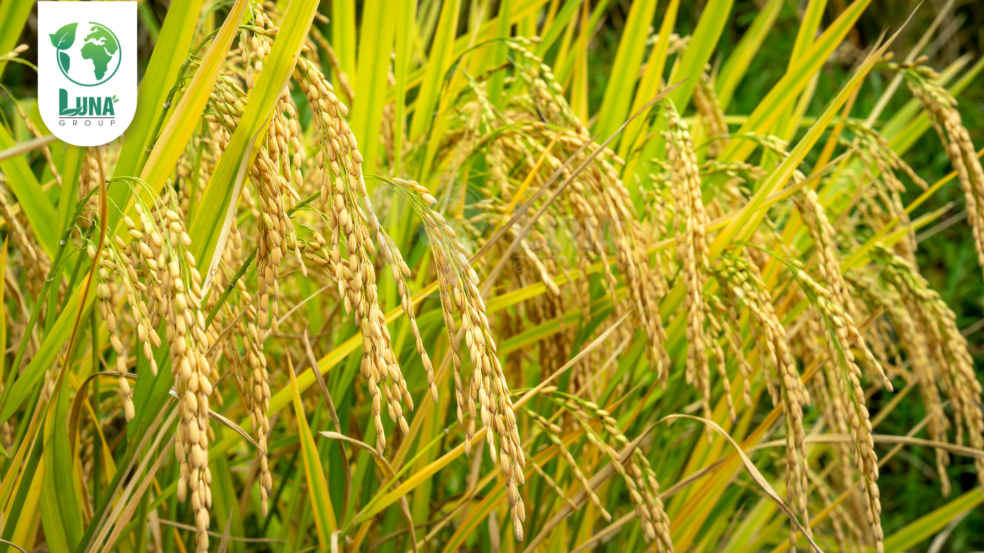 Công dụng phân bón Roots 3 NSG