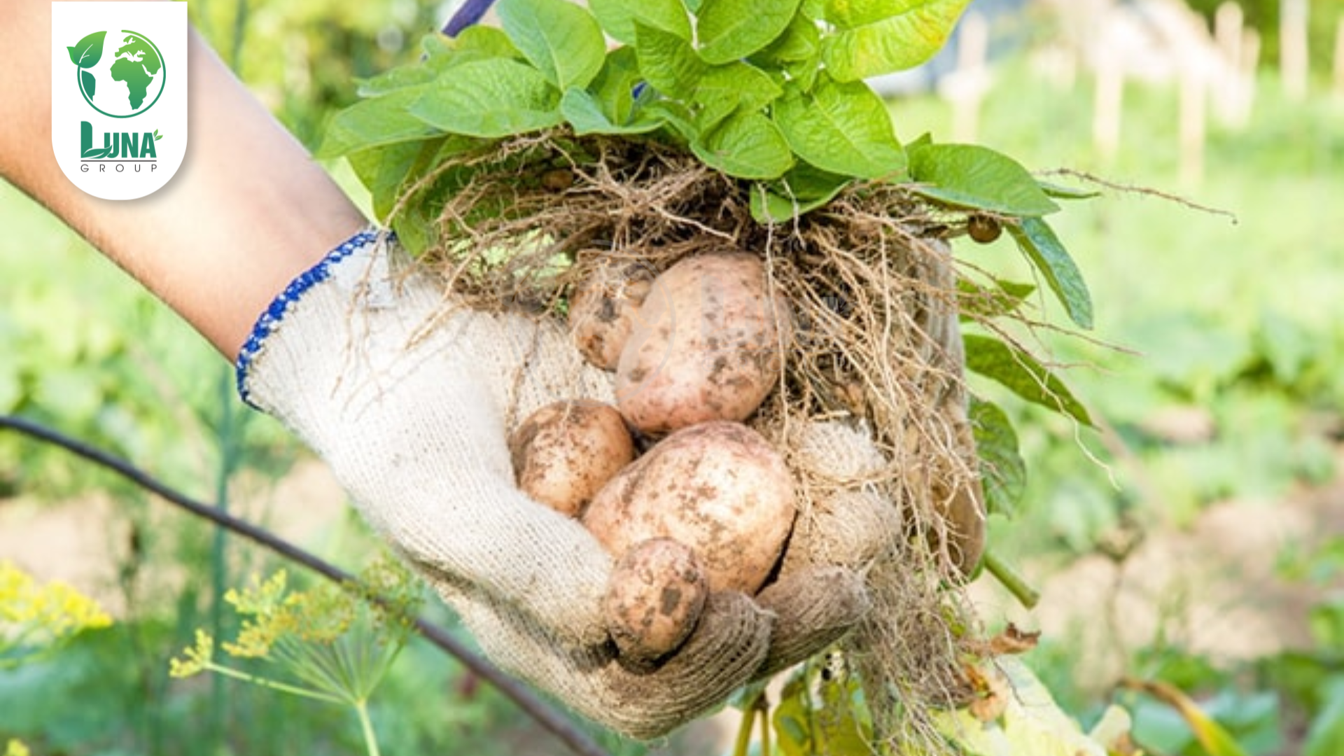 Công dụng phân bón TX_ROOTS-ORGANIC