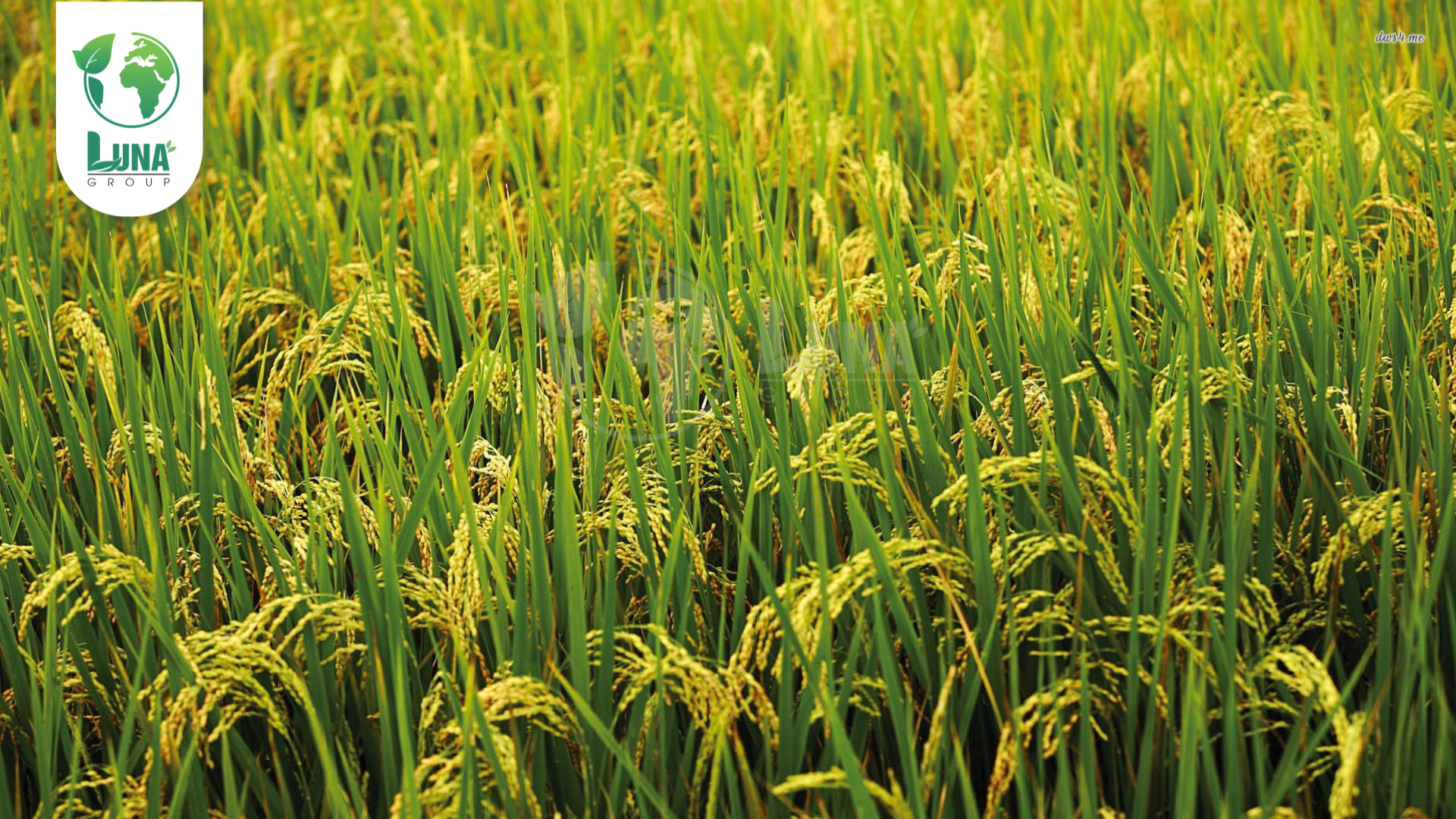 Công dụng phân bón TX_VÔ GẠO A-Z