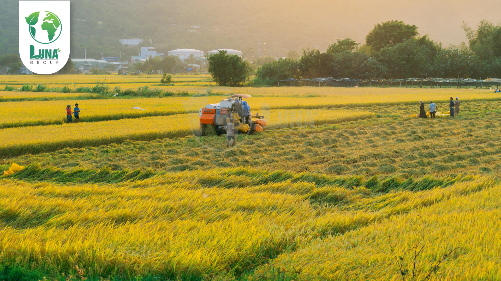 Thông tin chung về Kali-Silic-Bo Gold