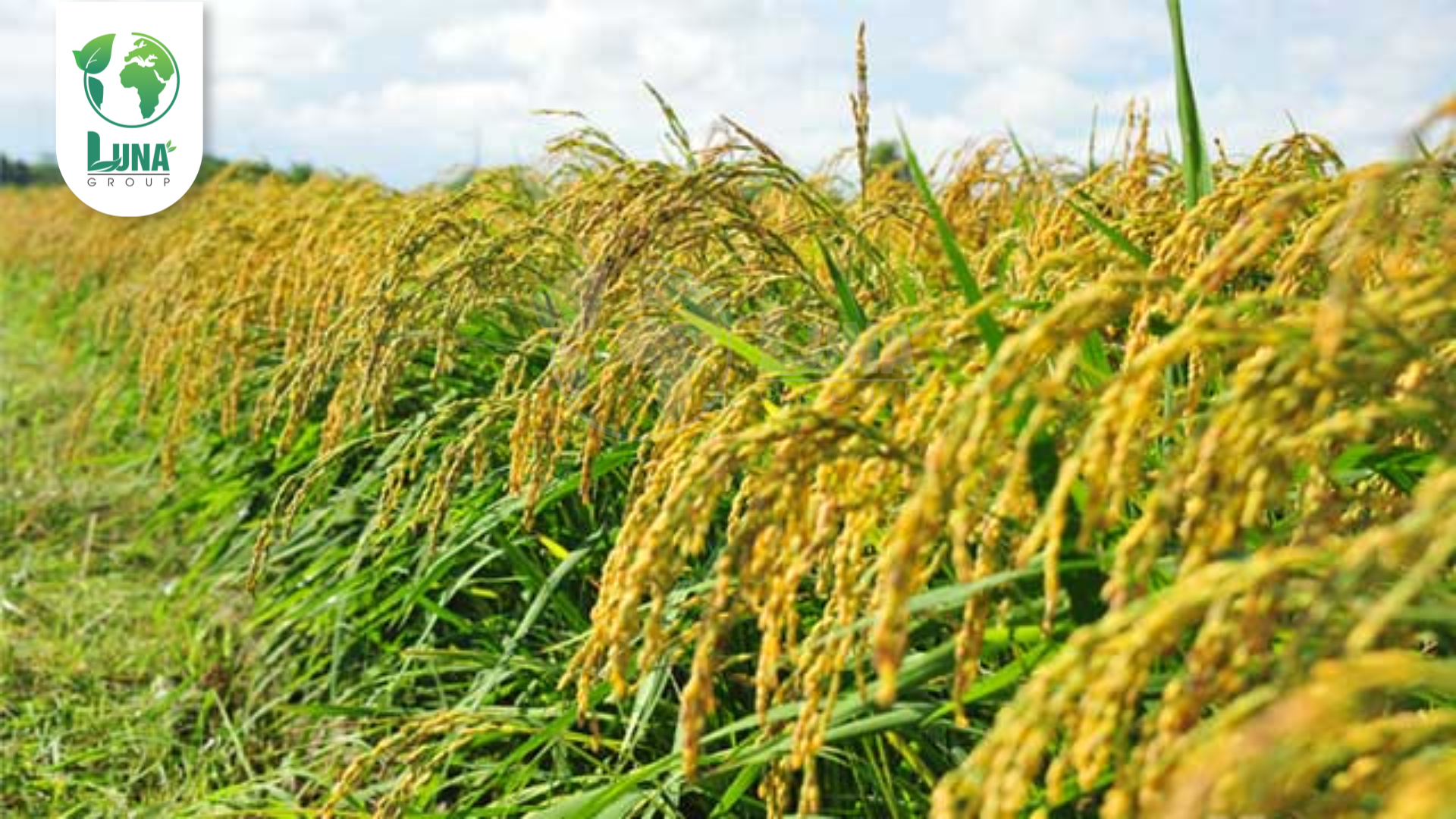 Thông tin chung về phân bón AGro 1 NSG