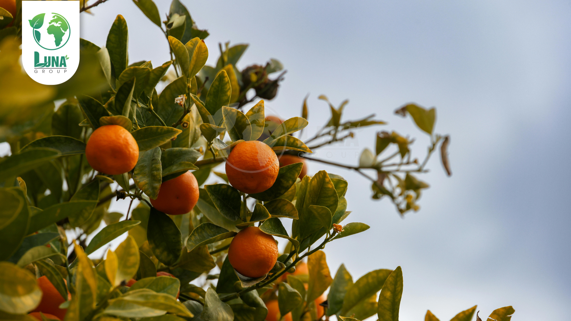 Thông tin chung về phân bón ATM